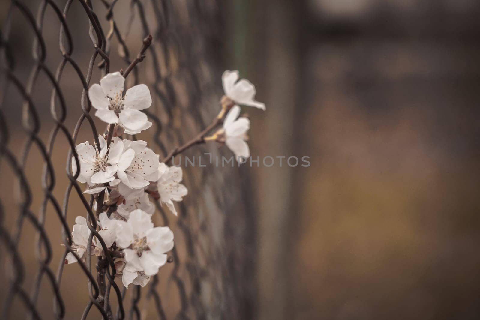 A sad picture of a flower in an iron fence. by Yurii73