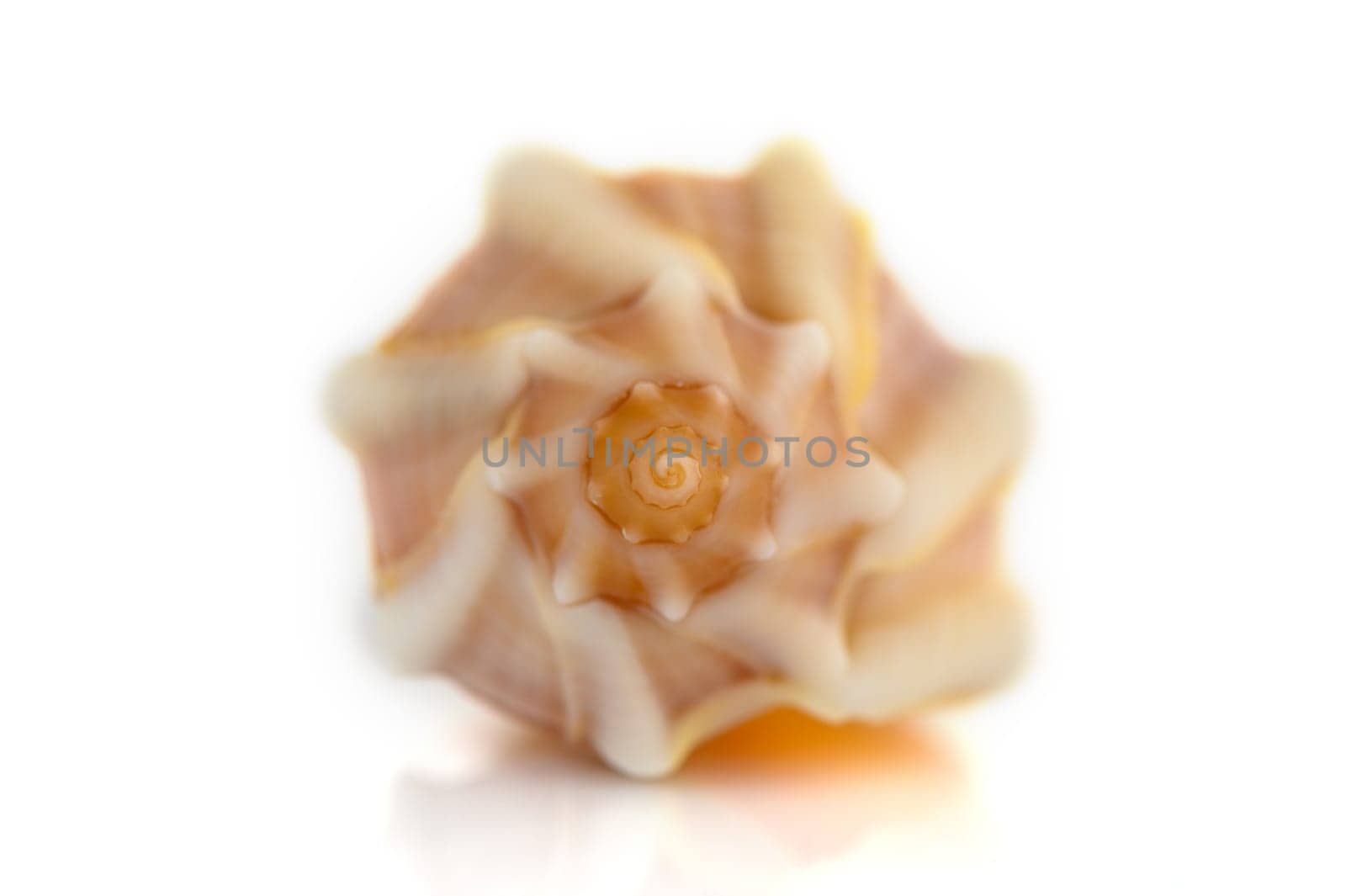 beautiful sea shell on white background