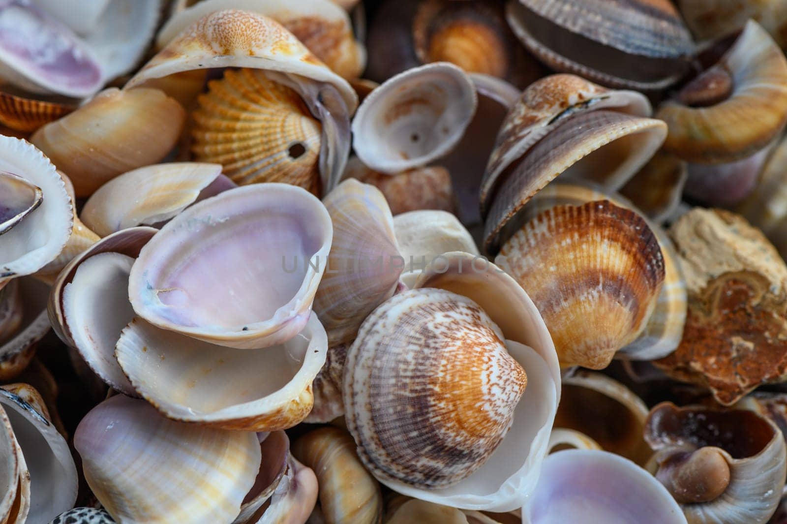 a lot of seashells poured into a box 10