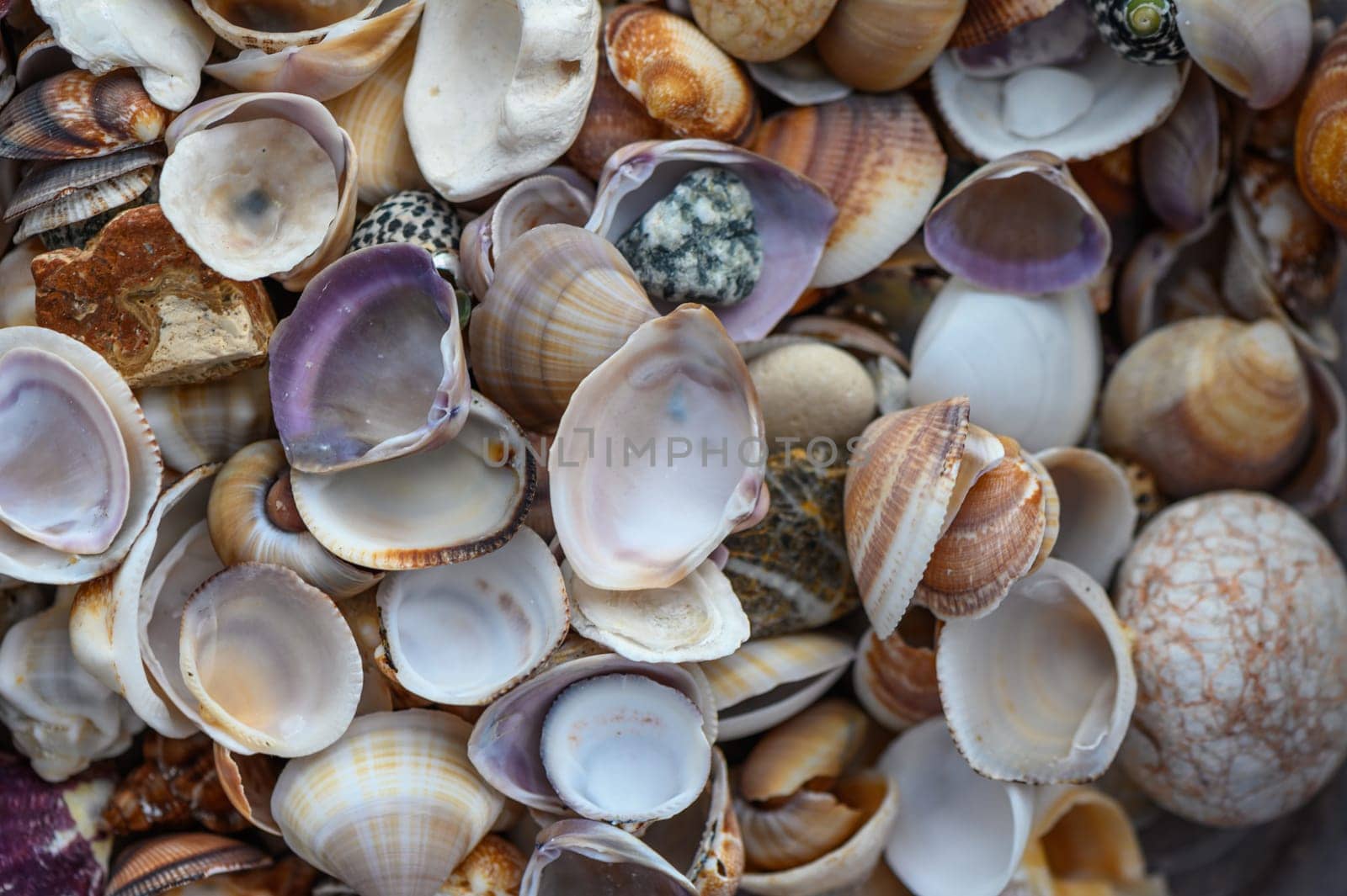 a lot of seashells poured into a box 9