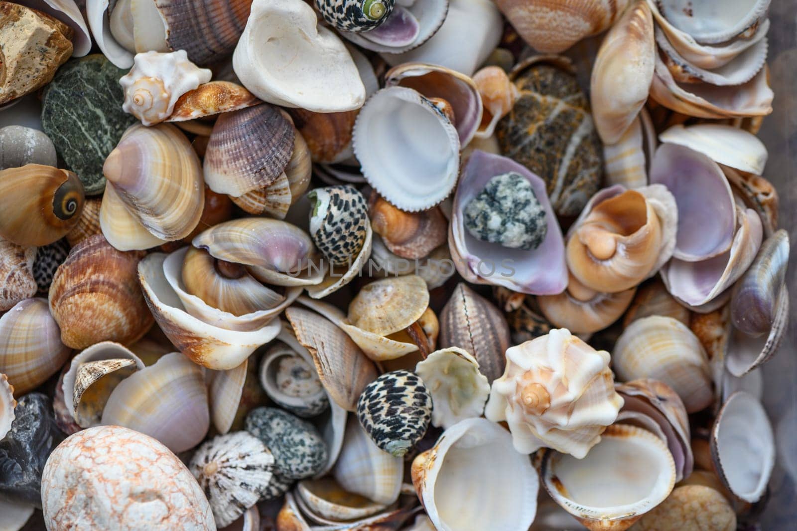 a lot of seashells poured into a box 7