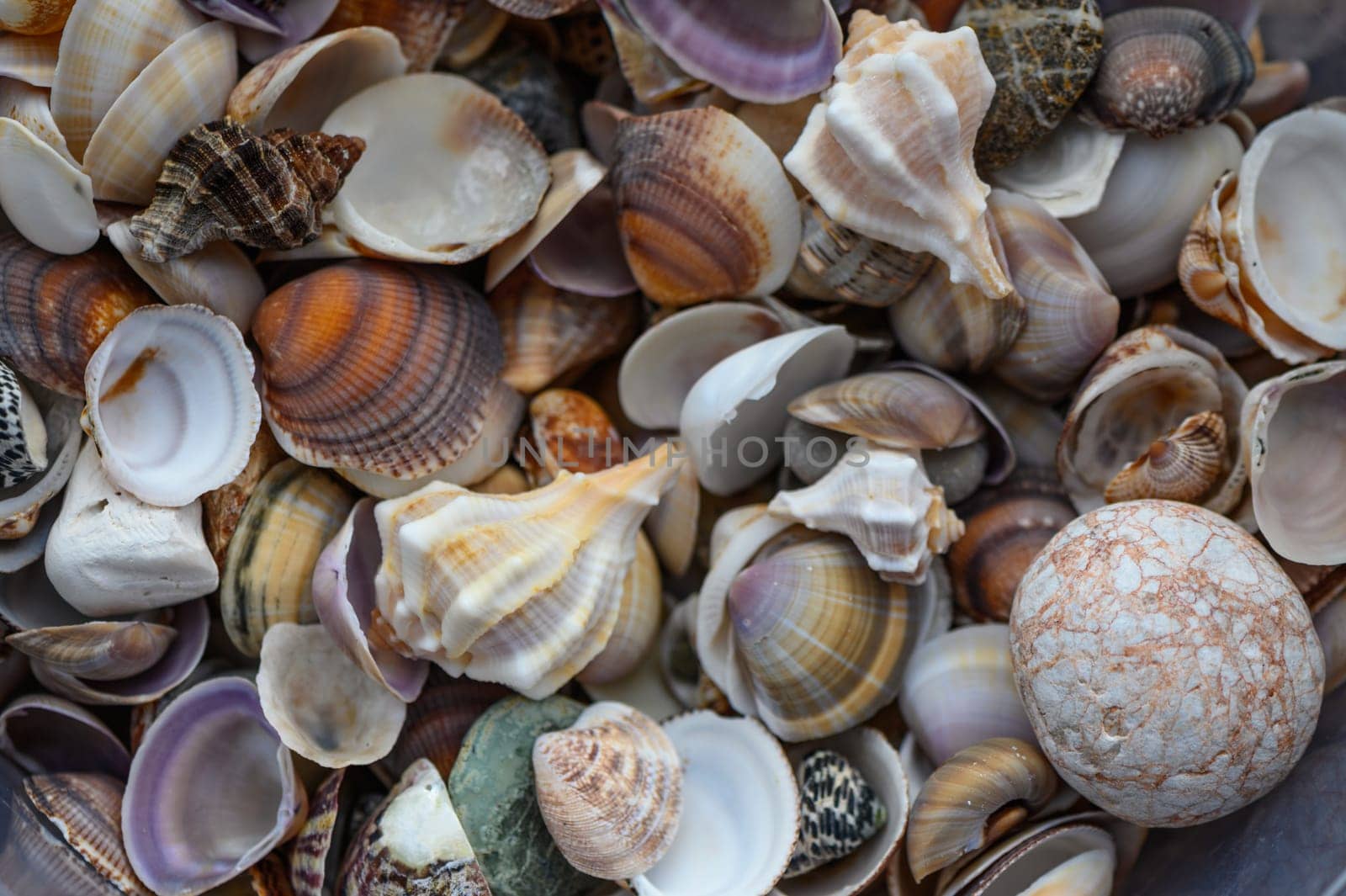 a lot of seashells poured into a box 4