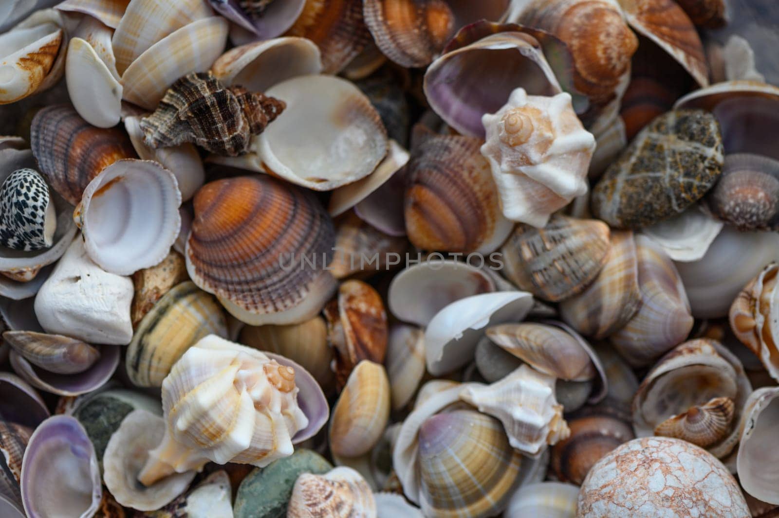 a lot of seashells poured into a box 4 by Mixa74