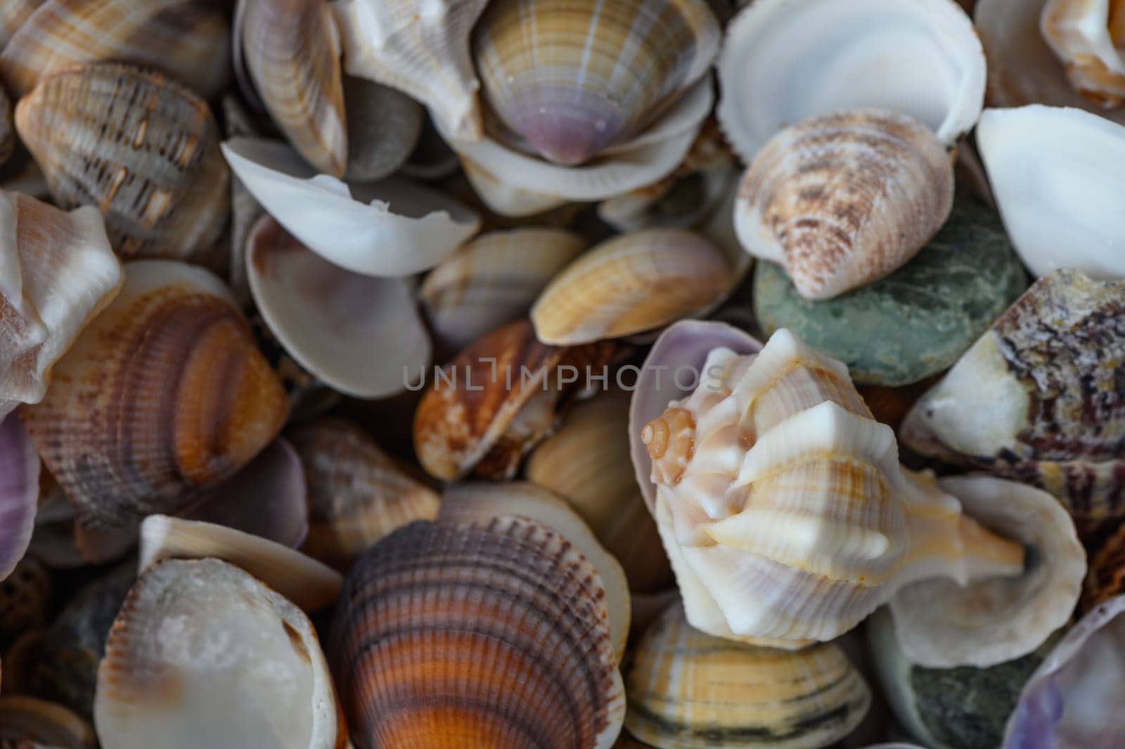 a lot of seashells poured into a box 1