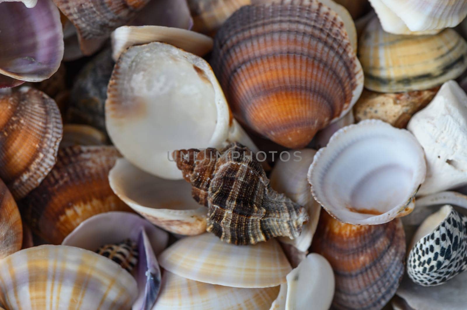 a lot of seashells poured into a box