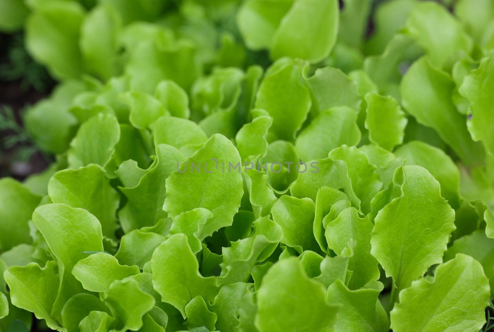 Close up sprouts of fresh spring green lettuce leaves growing on vegetable garden bed in open ground, high angle view