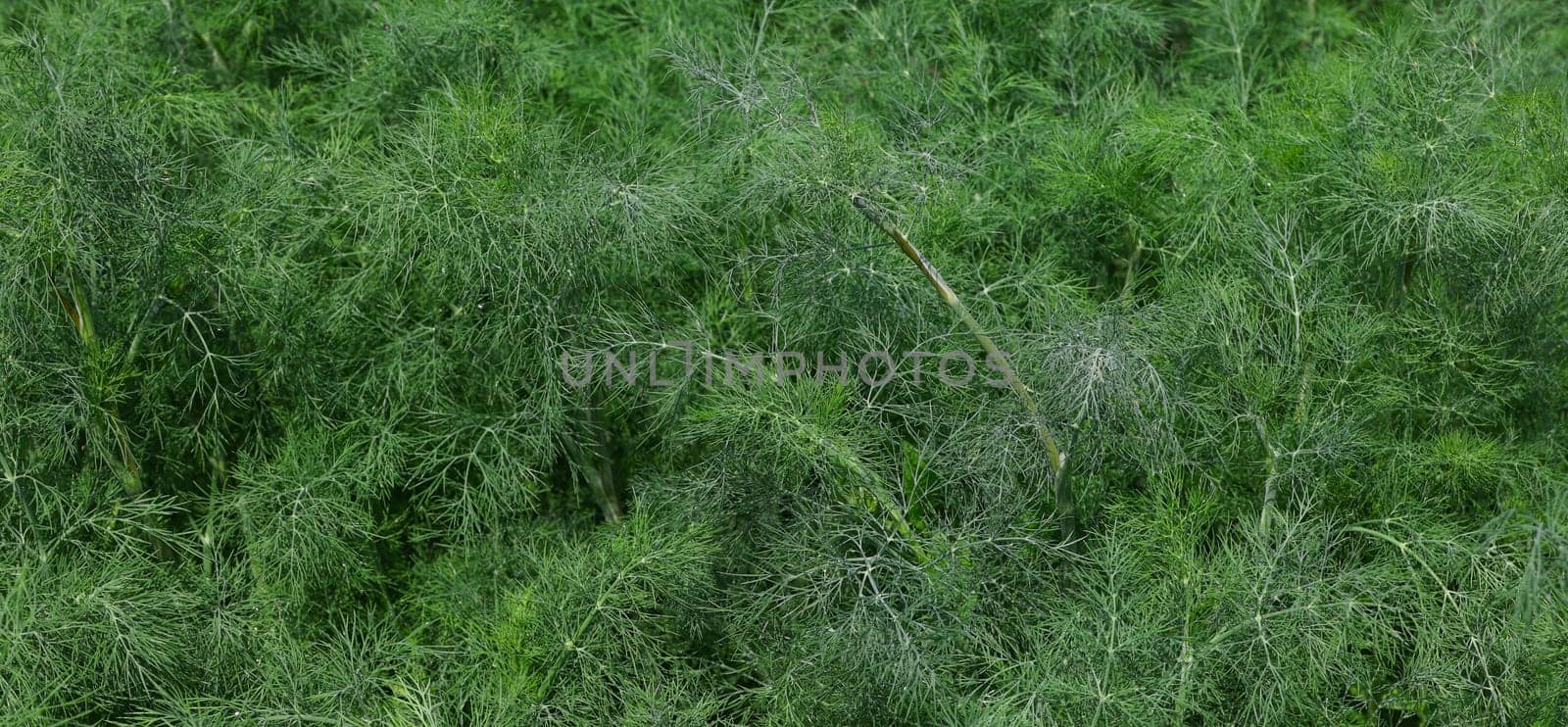 Close up fresh green dill or fennel growing on herb and spice garden bed in open ground, elevated top view, directly above