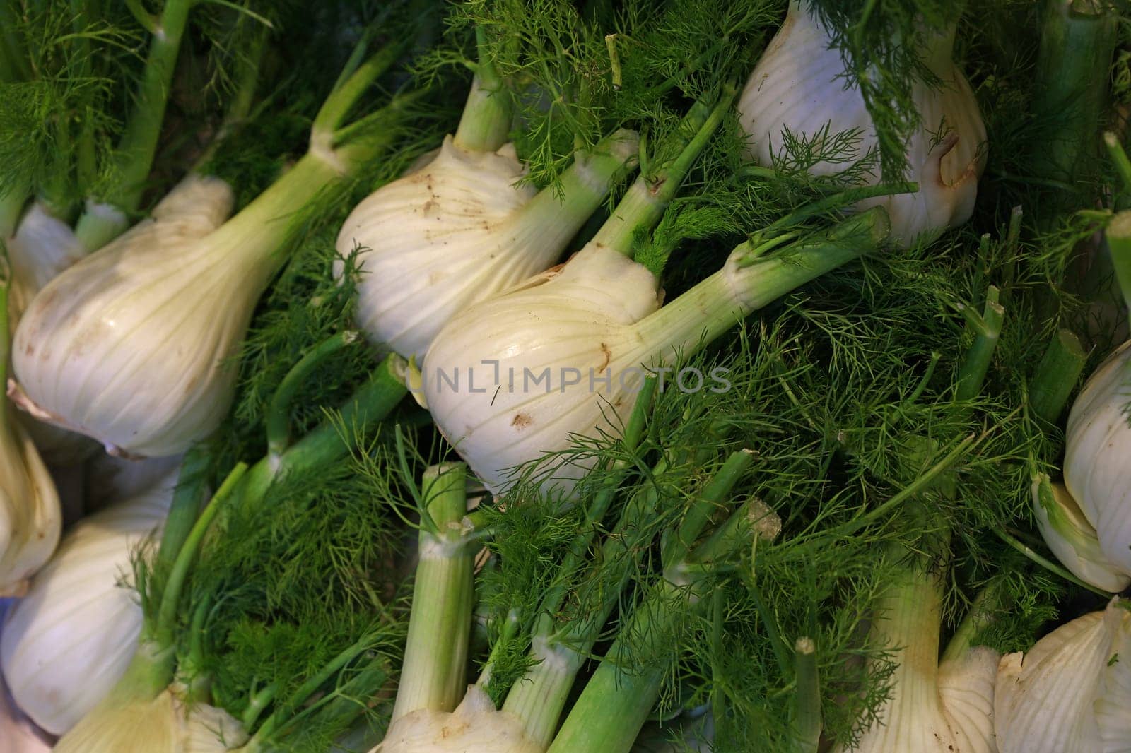 Fresh green fennel by BreakingTheWalls