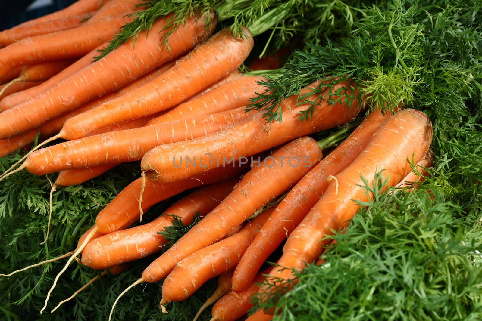 Close up bunches of fresh new carrot crop by BreakingTheWalls