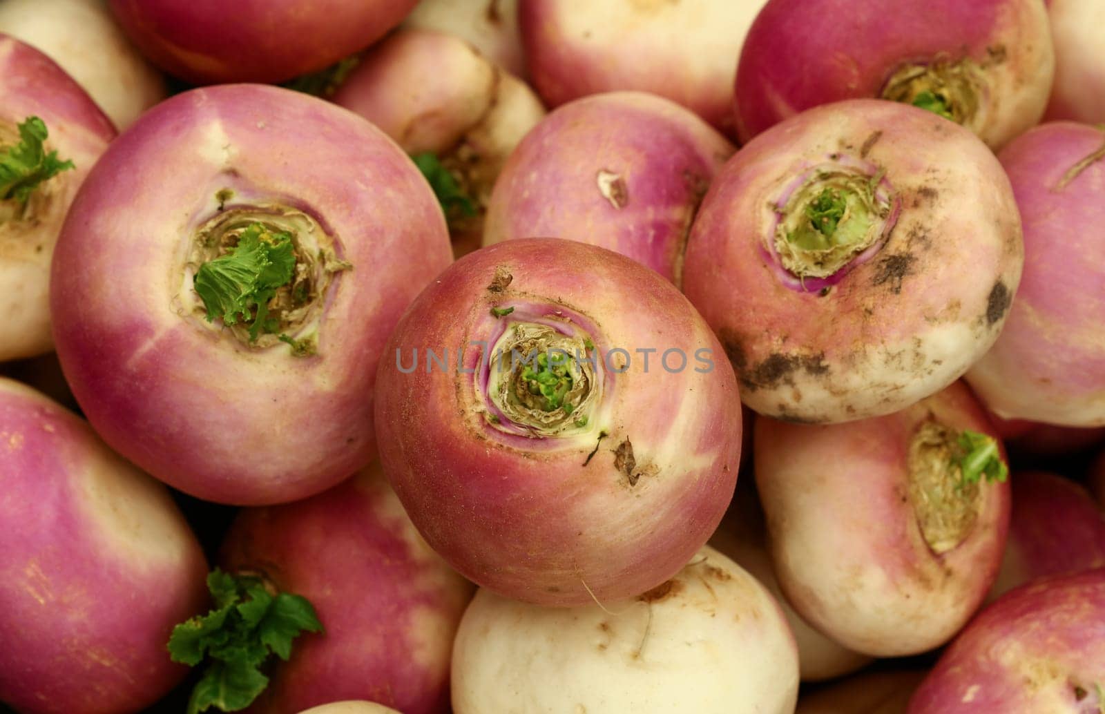 Close up fresh purple turnip radish root at retail display of farmer market, high angle view