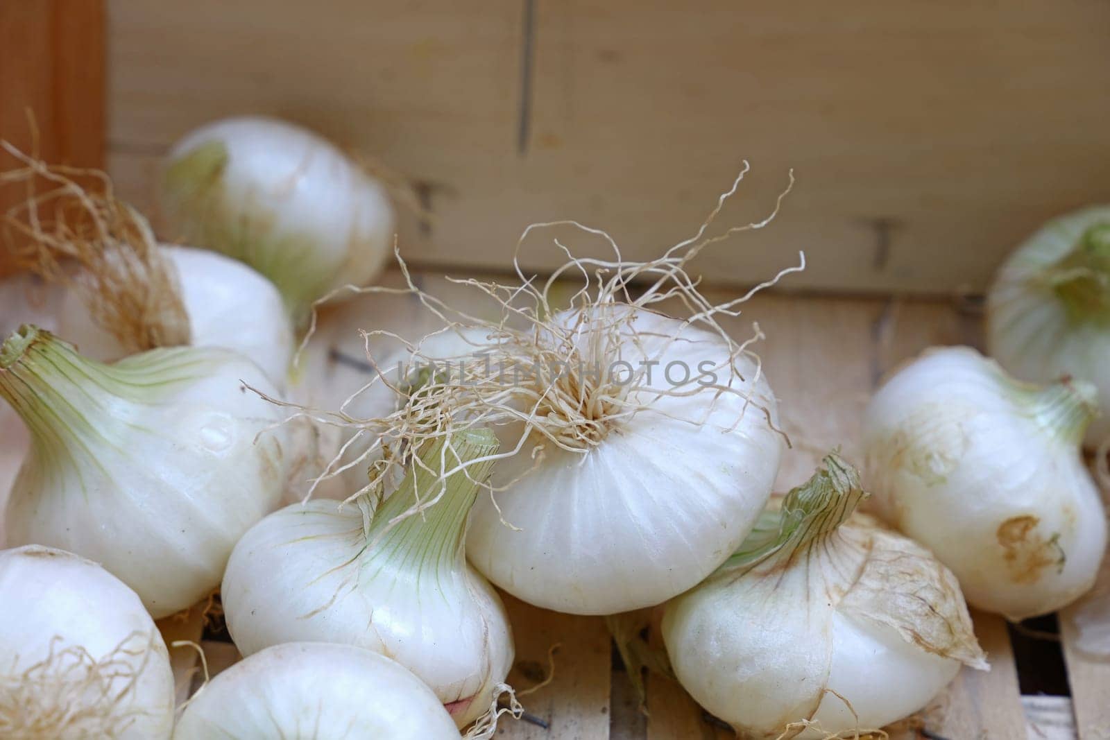 Close up fresh new farm onion on wooden box at retail display of farmer market, high angle view