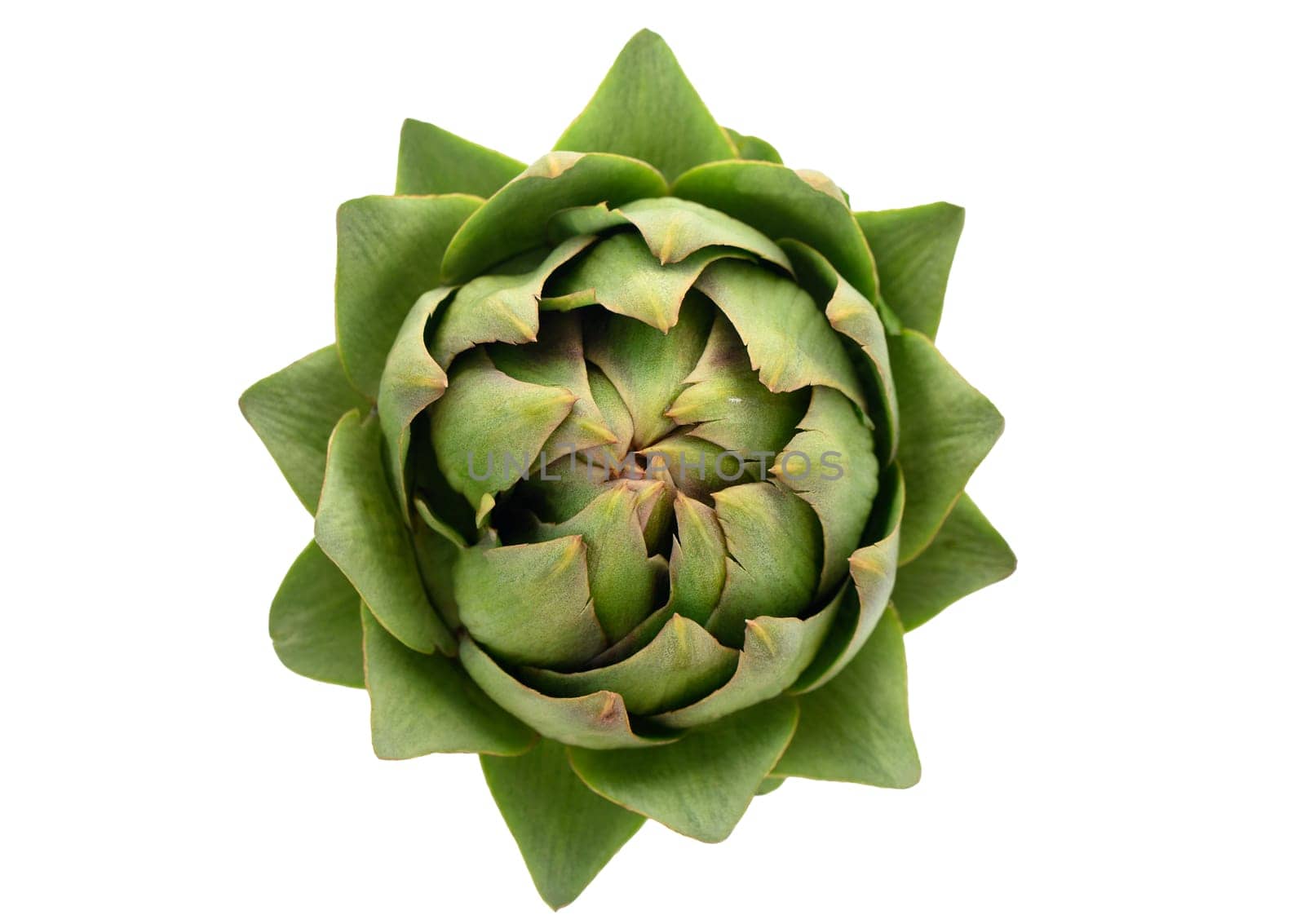 fresh artichoke on white background