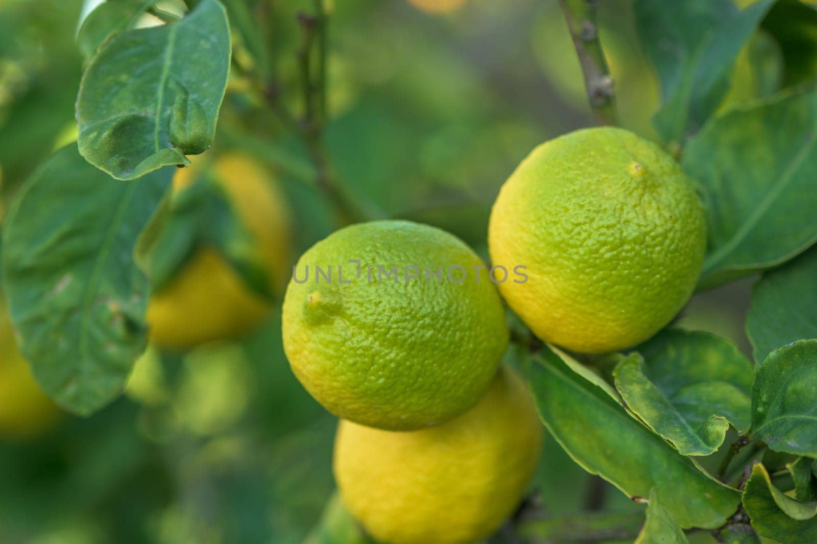 green lemons on tree branches in winter 4
