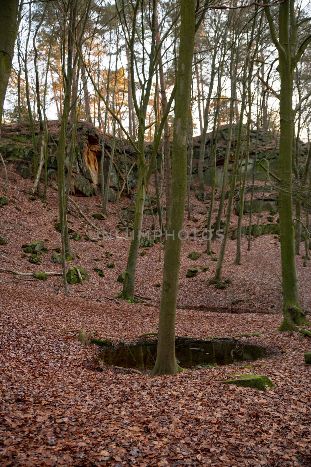 forest on the rocks of the bentheimer klippen nature area in bad bentheim germany