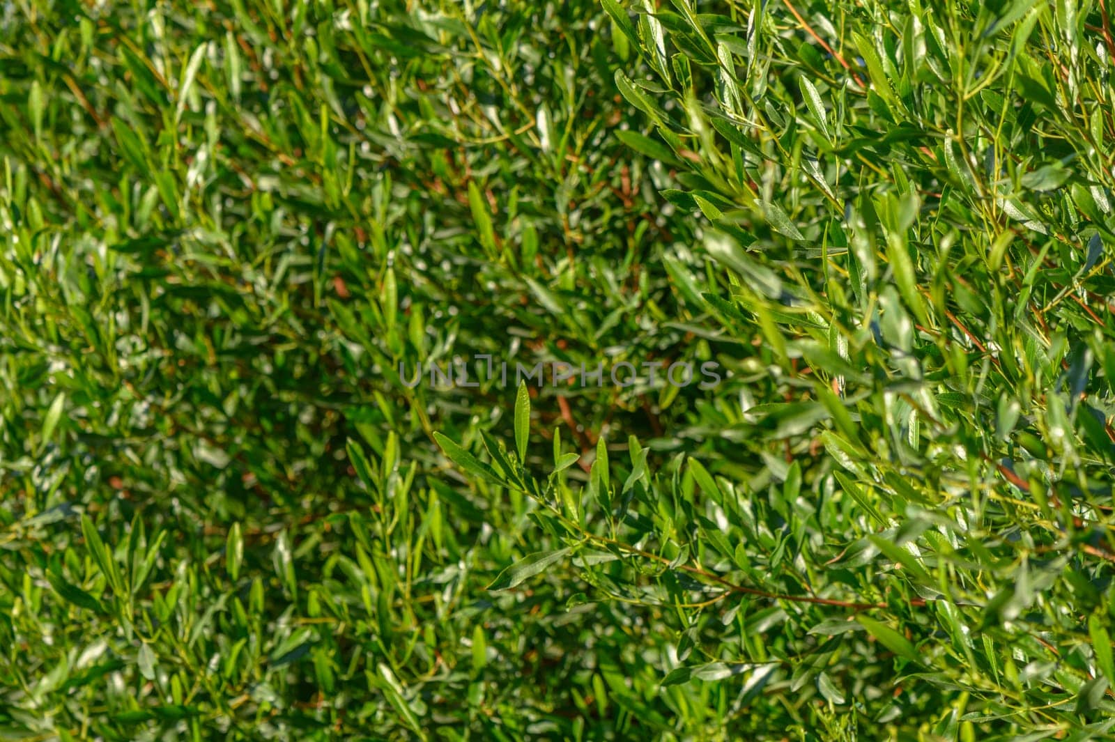 green hedge as a background for a photo