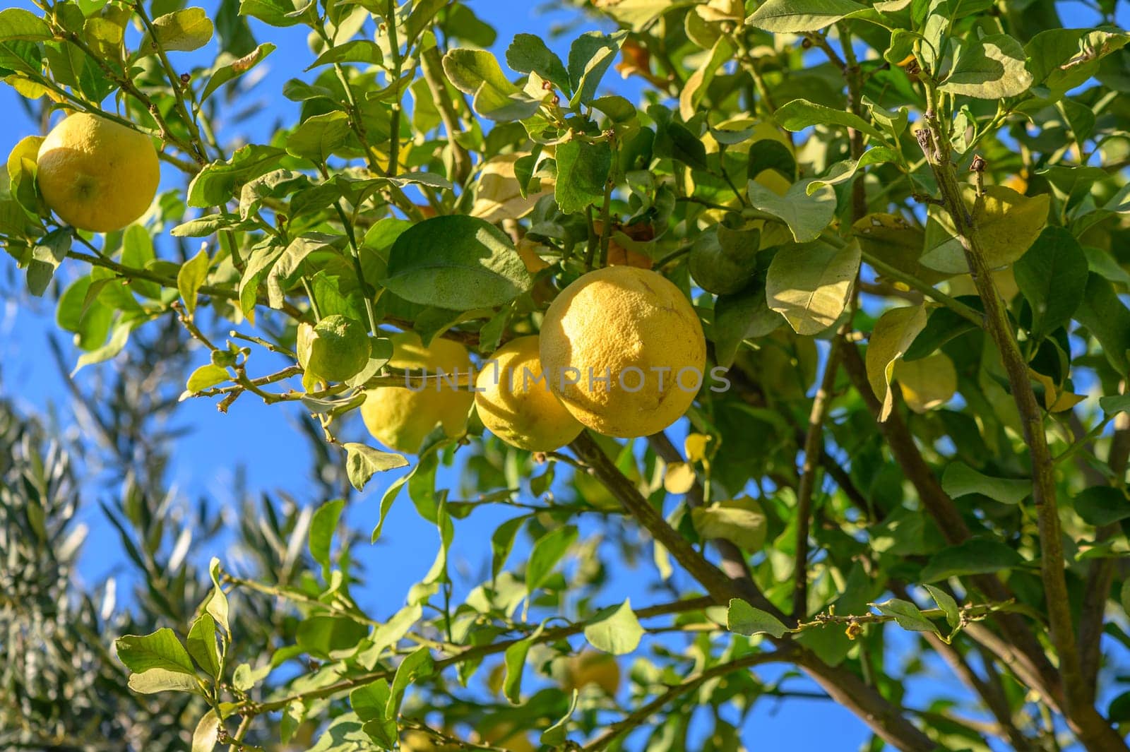 juicy appetizing lemons on a tree branch 1