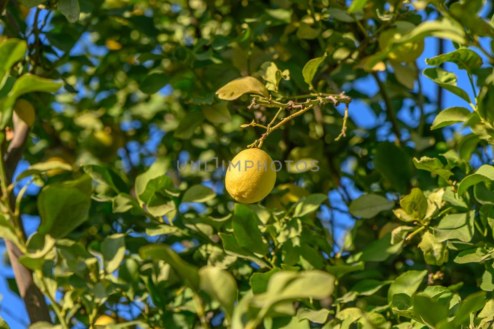 juicy appetizing lemons on a tree branch 2