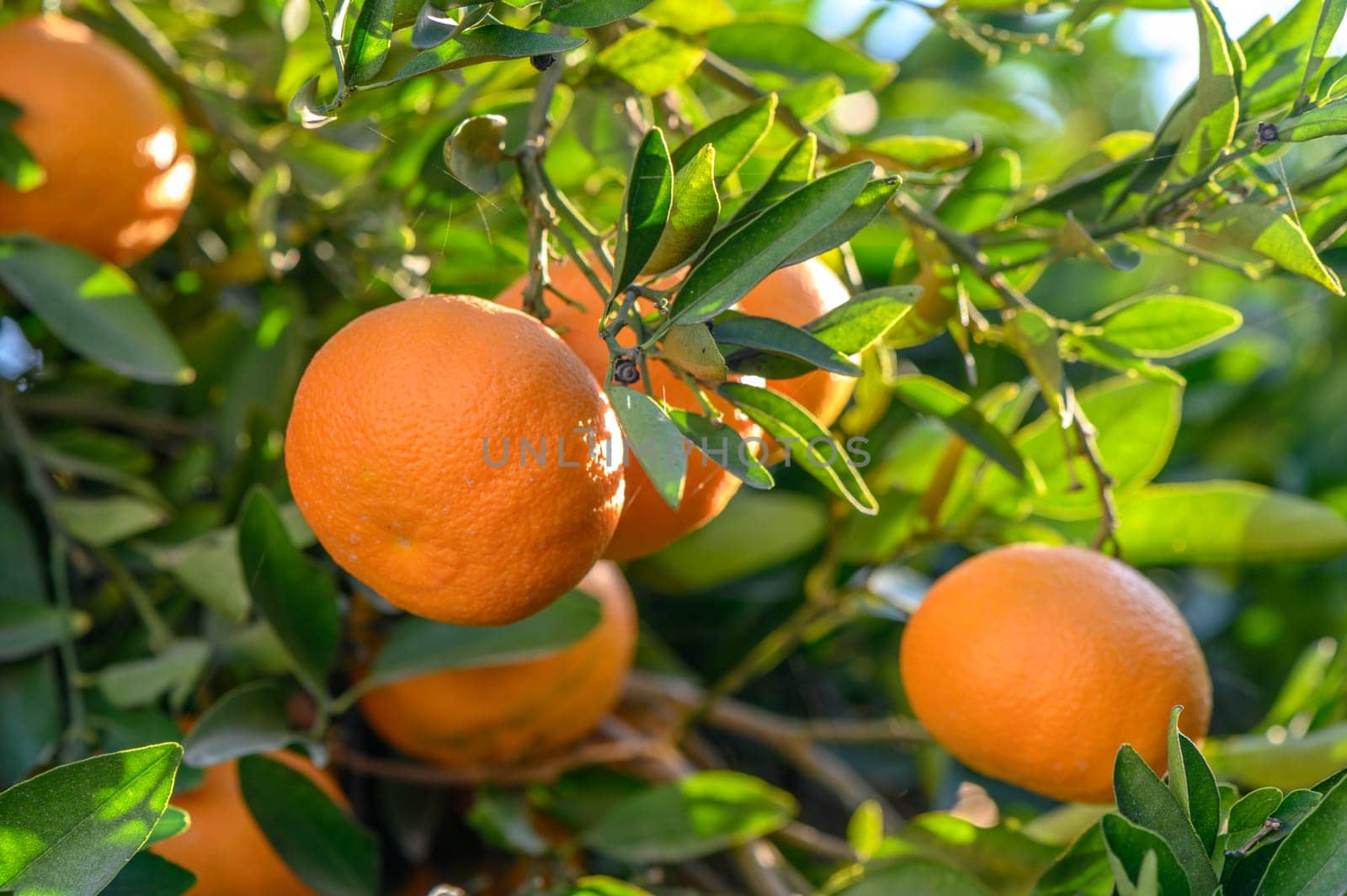 juicy tangerines on tree branches in a tangerine garden 4