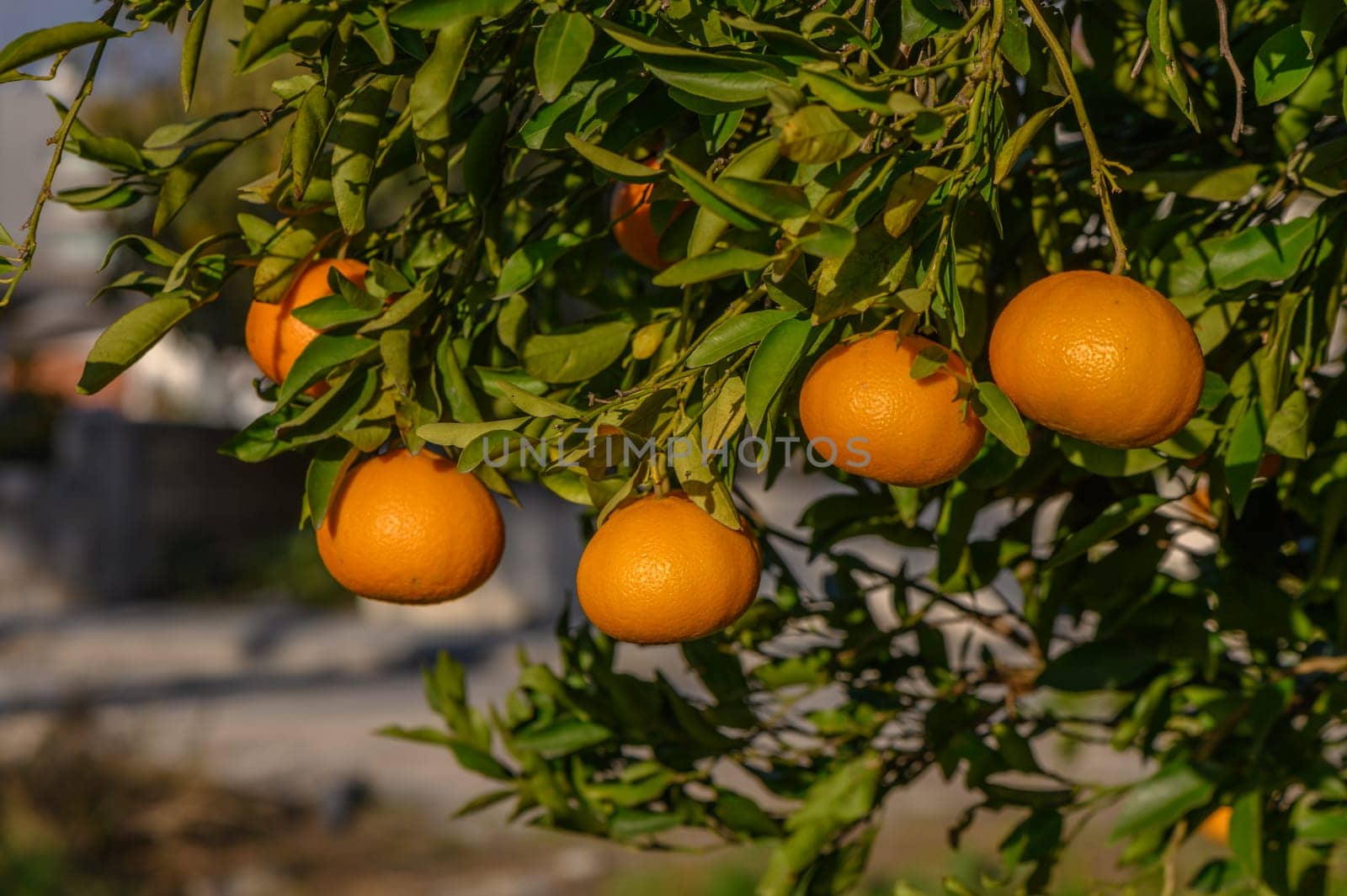 juicy tangerines on tree branches in a tangerine garden 12