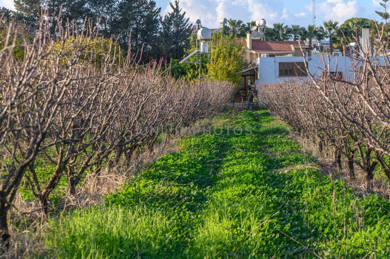 garden with mango trees in winter without leaves in Cyprus 1