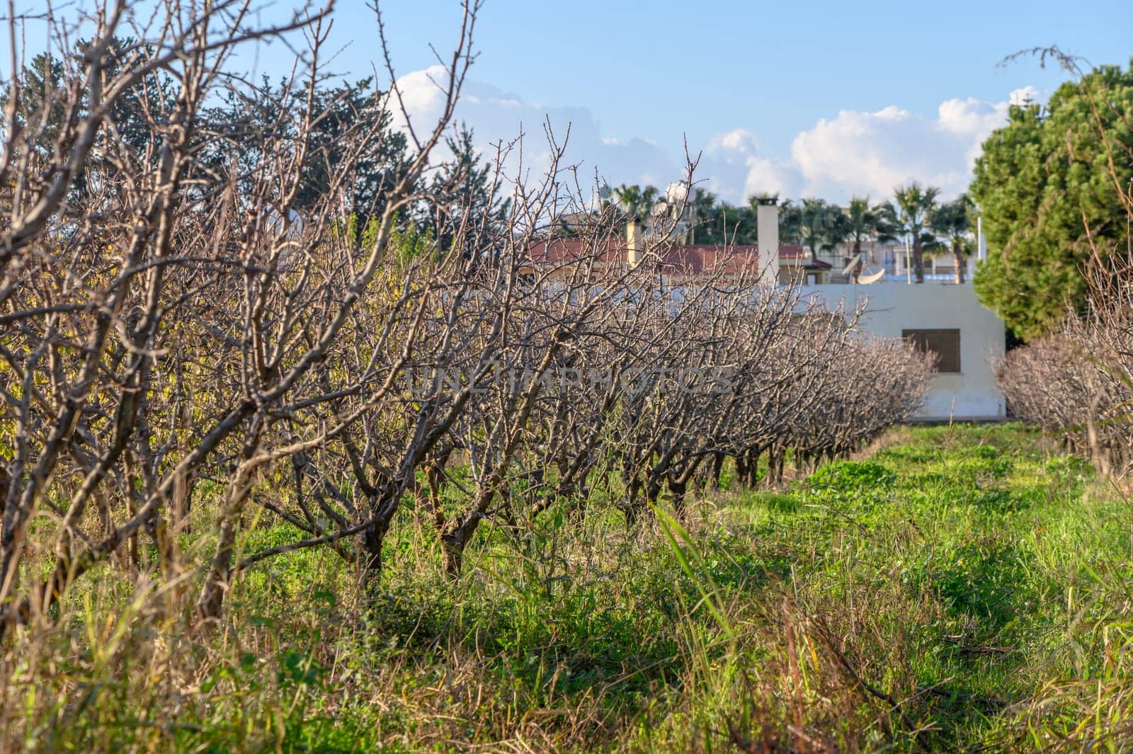 garden with mango trees in winter without leaves in Cyprus 7