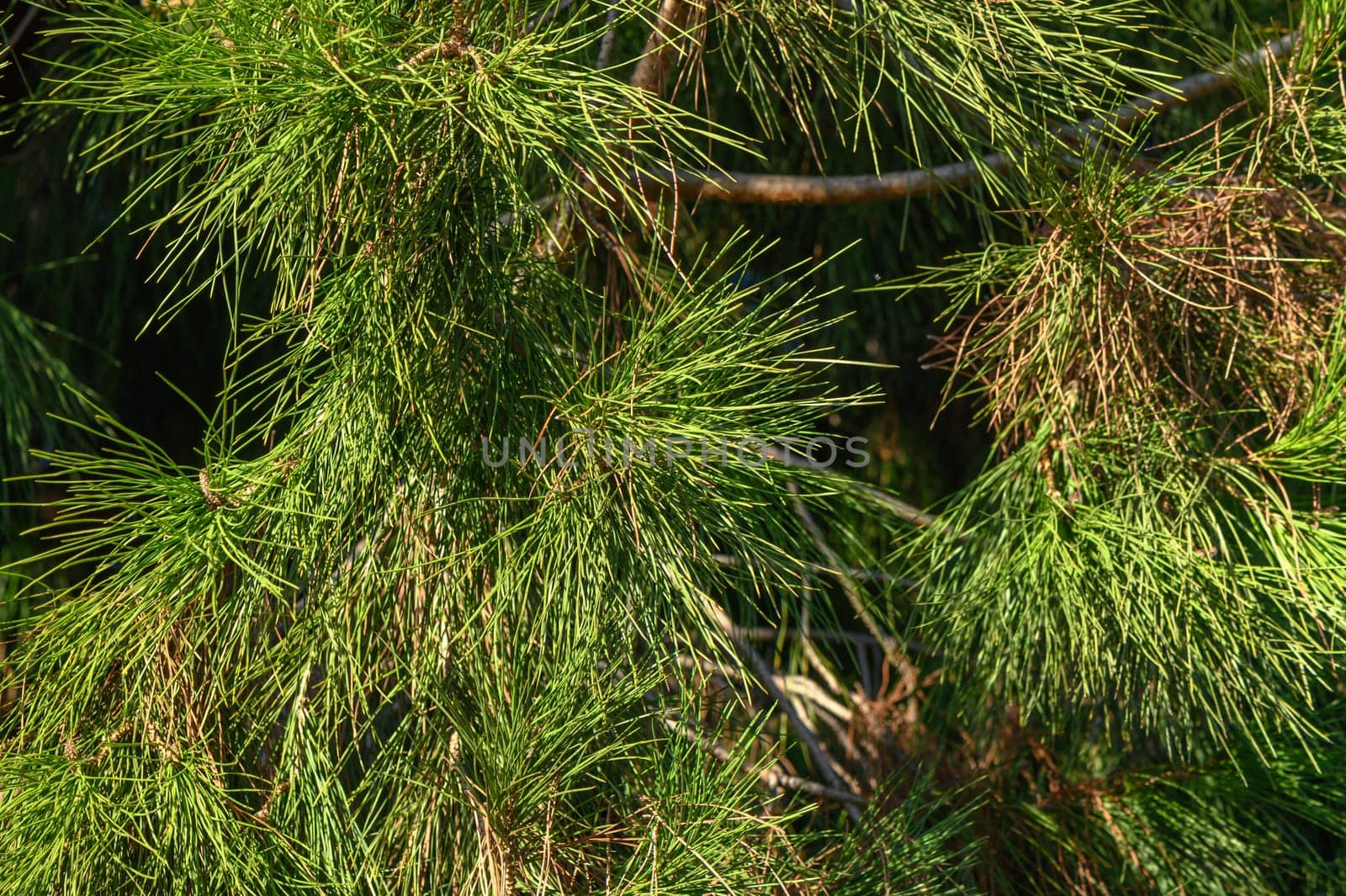 green branches of a coniferous tree as a background 1