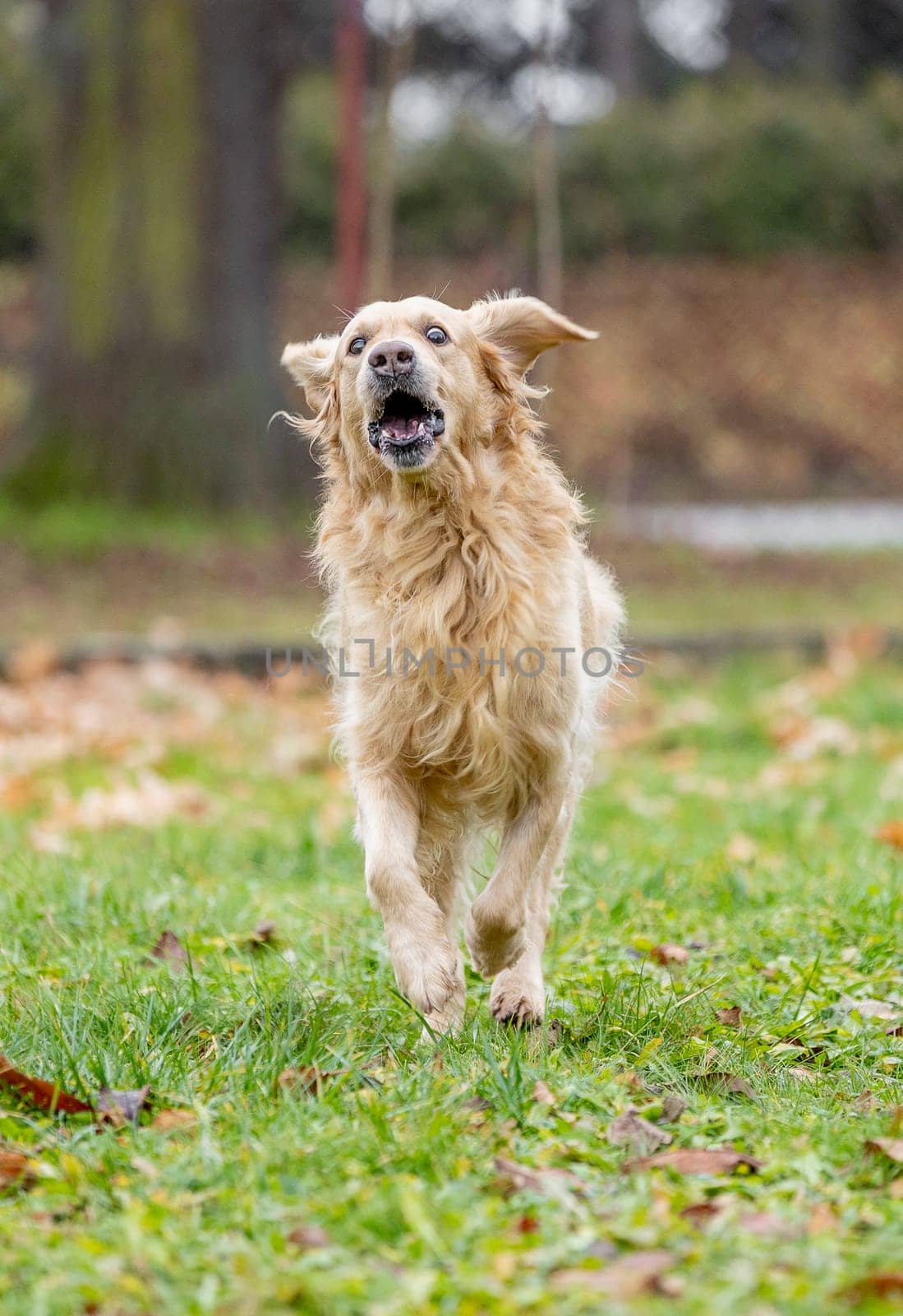 Runing golden labrador retriever outside, dog animal concept by Kadula