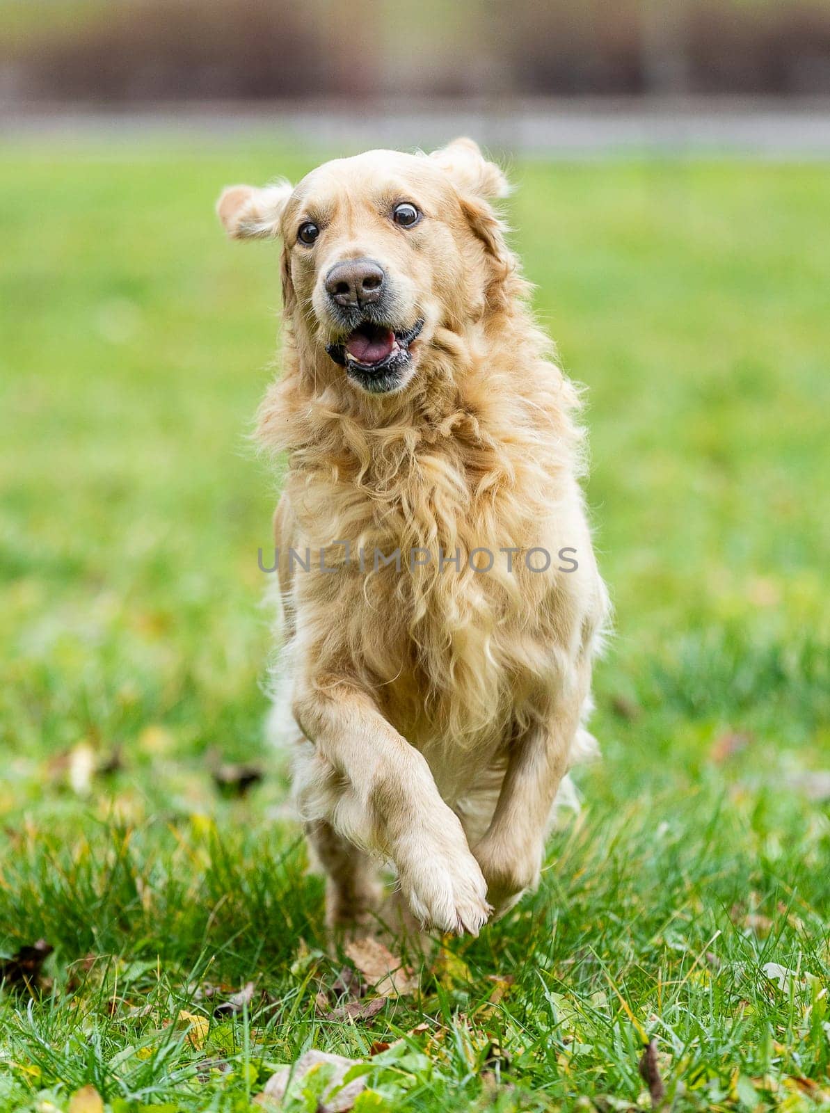 Runing golden labrador retriever outside, dog animal concept by Kadula