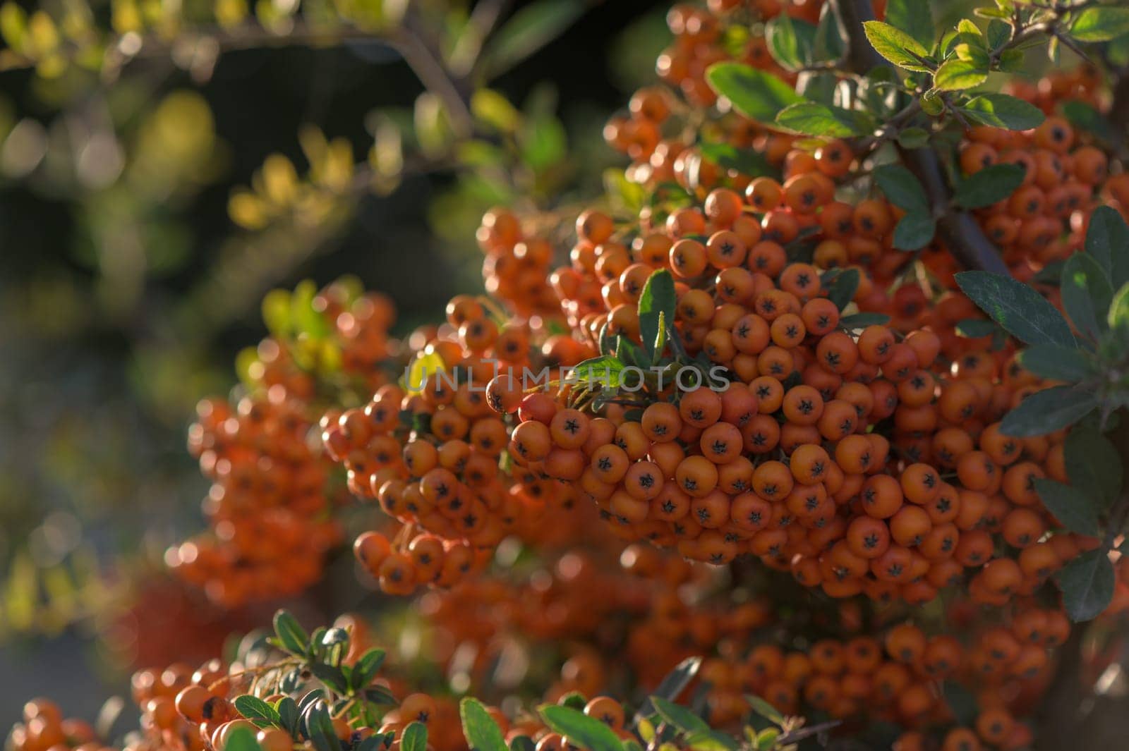 Pyracantha bright red in a village on the island of Cyprus 4 by Mixa74