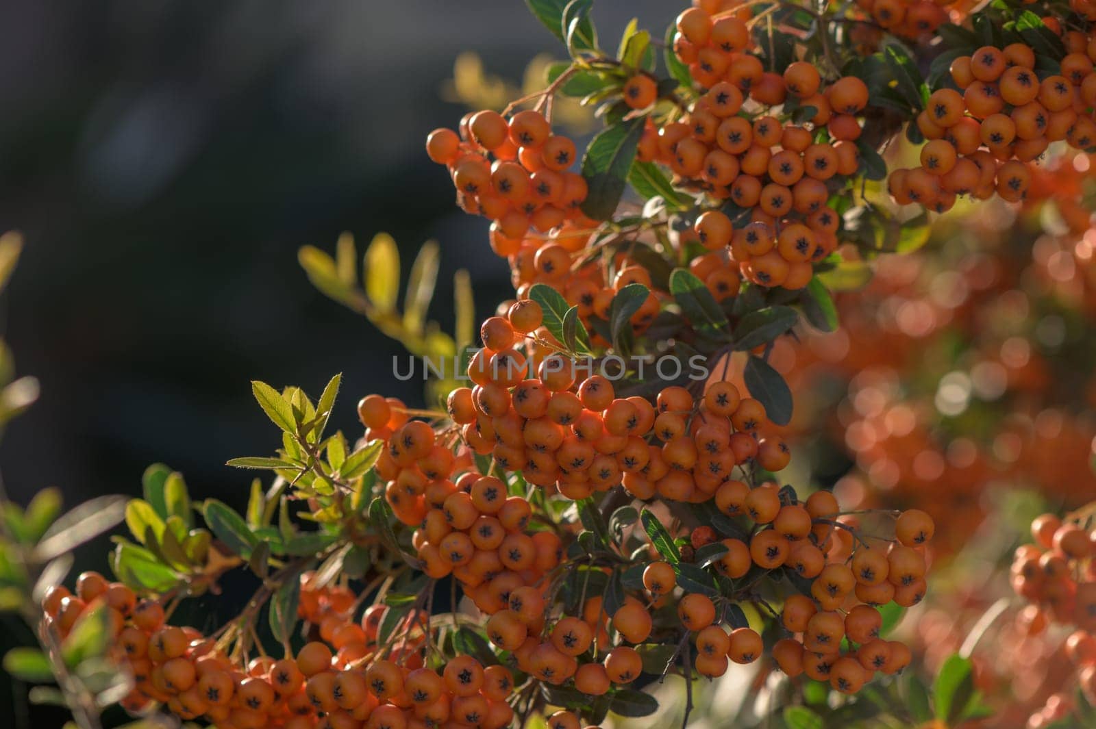 Pyracantha bright red in a village on the island of Cyprus 1