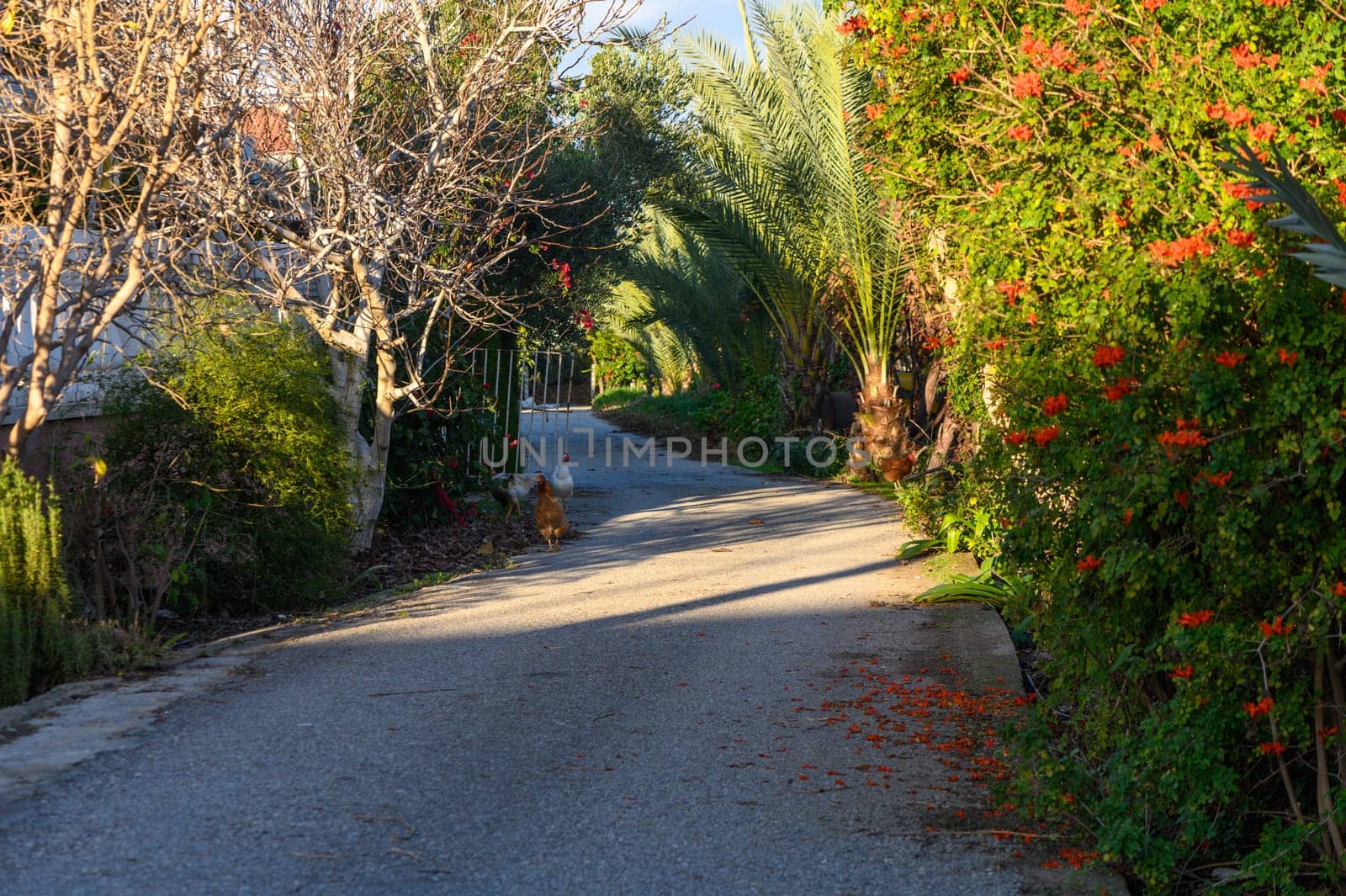 chickens on the street in a village in Cyprus