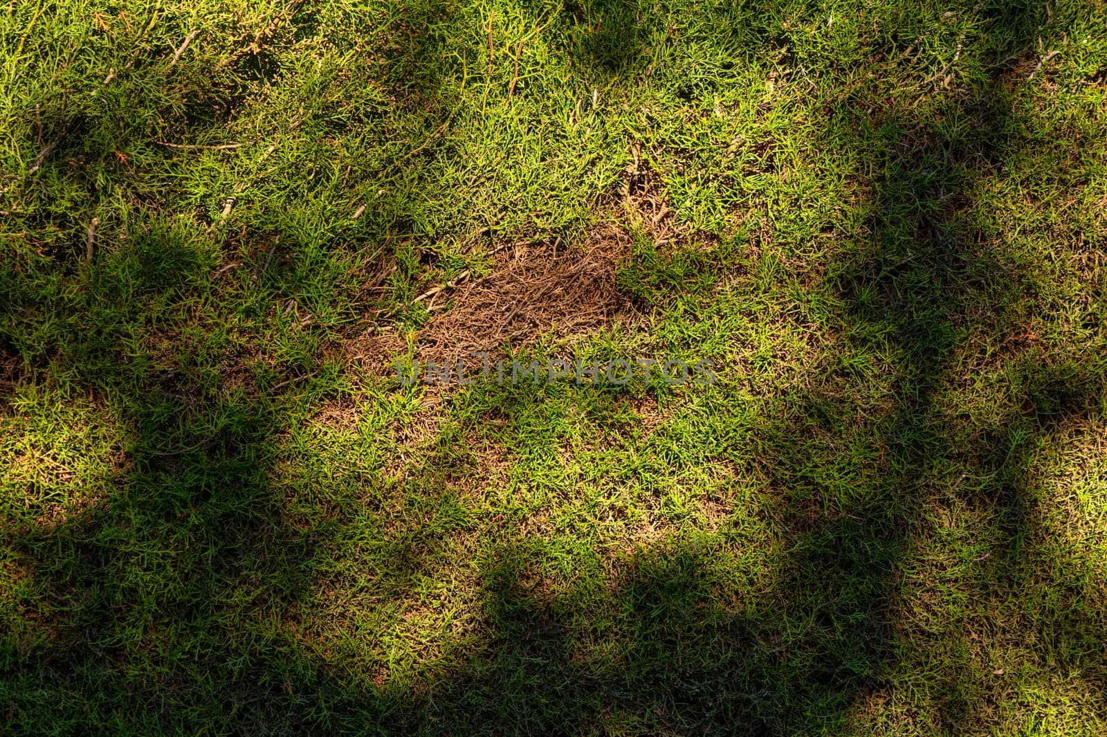 fresh green hedge as background 1