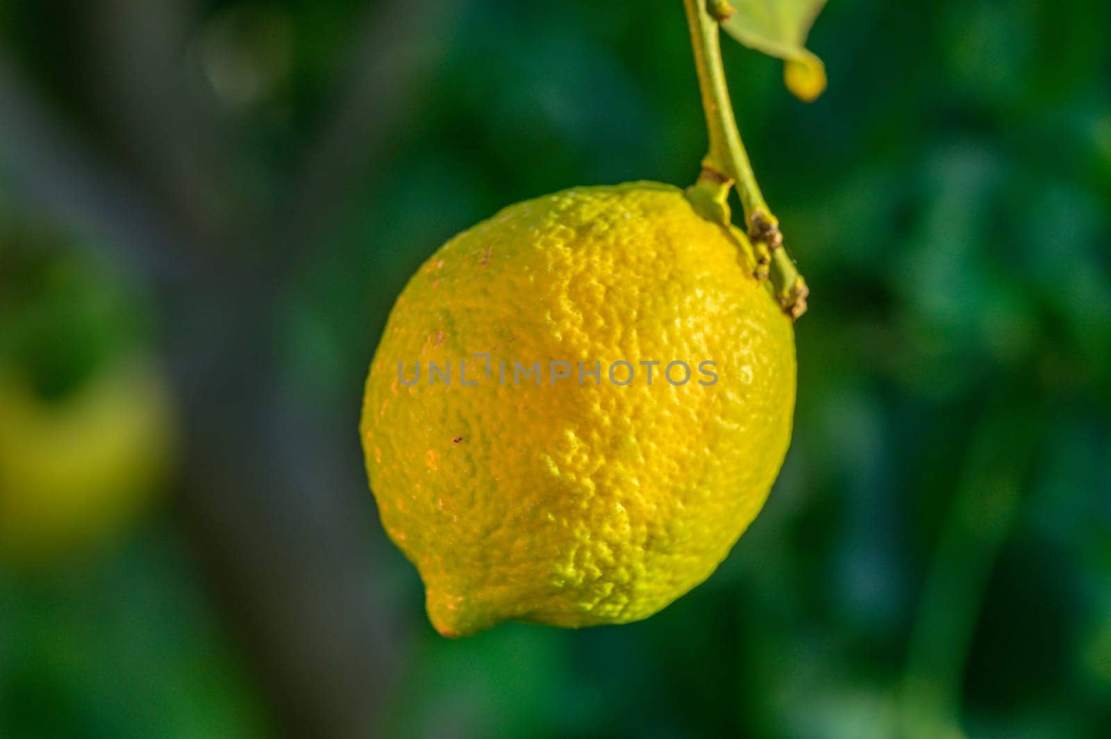 yellow lemon on tree branches in winter 1