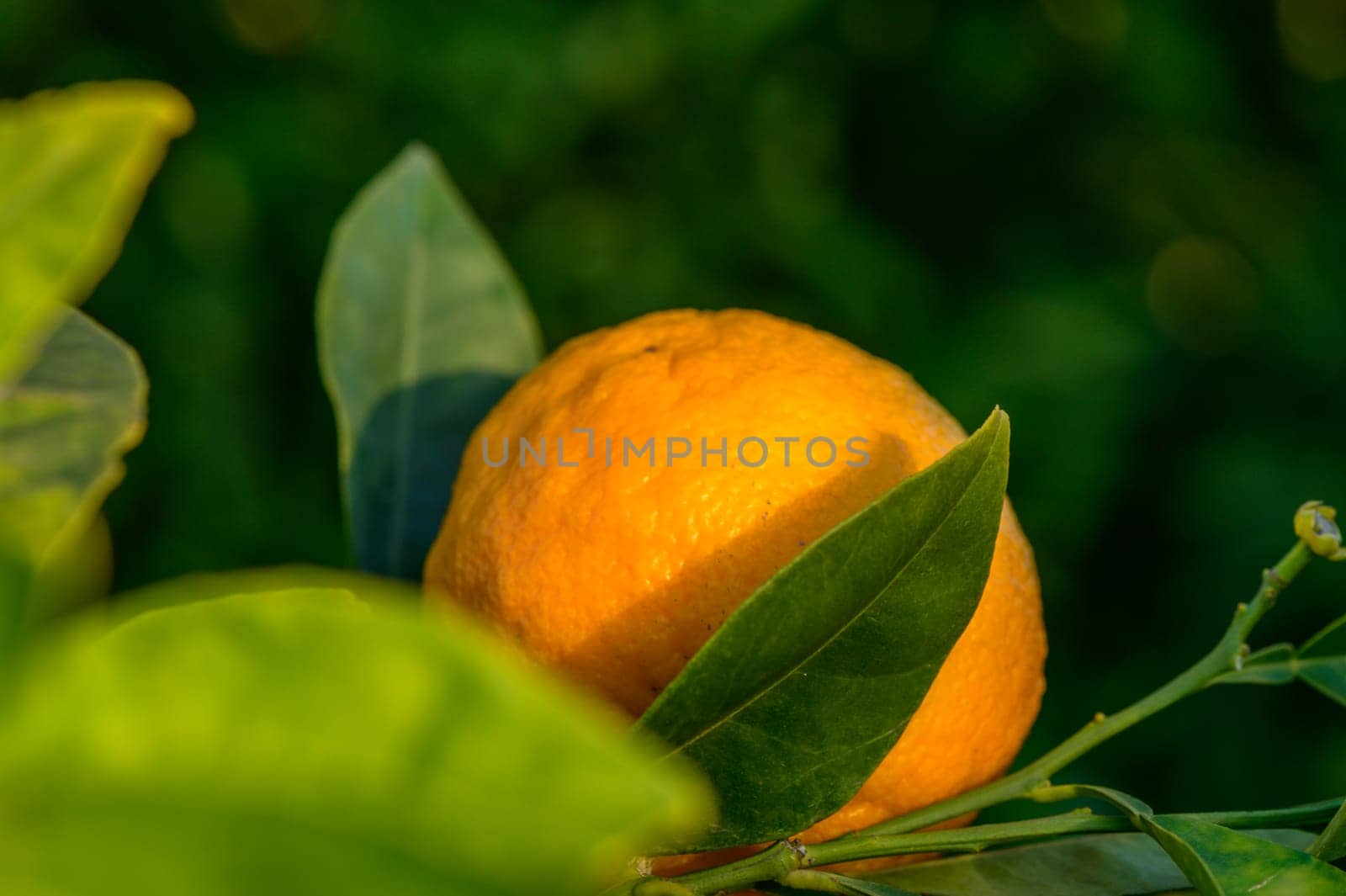 tangerines on branches in the garden during the day 3