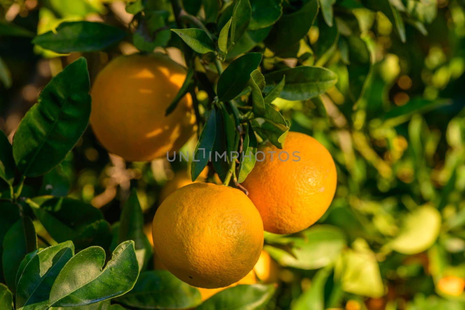 tangerines on branches in the garden during the day 6