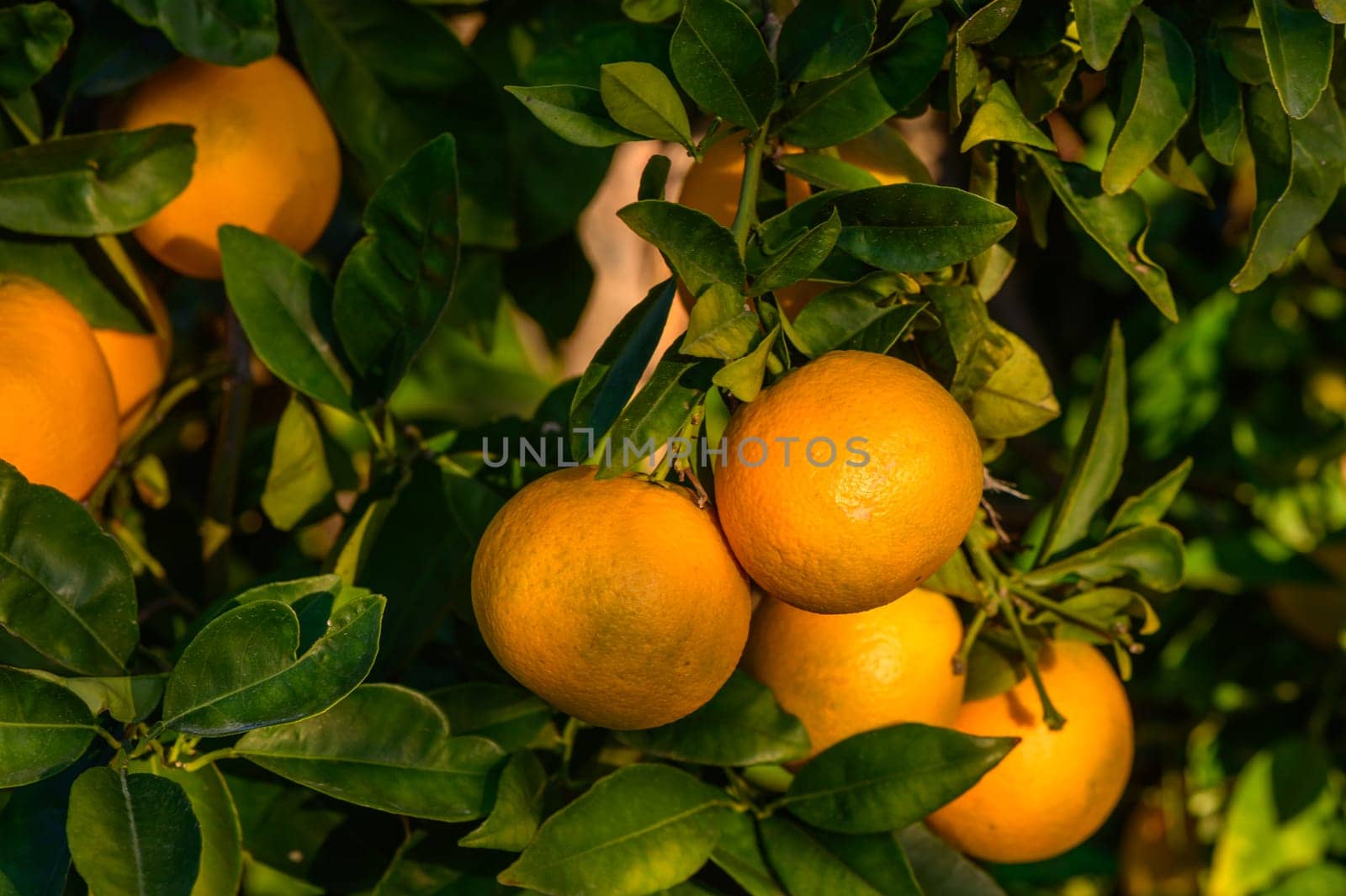 tangerines on branches in the garden during the day 11