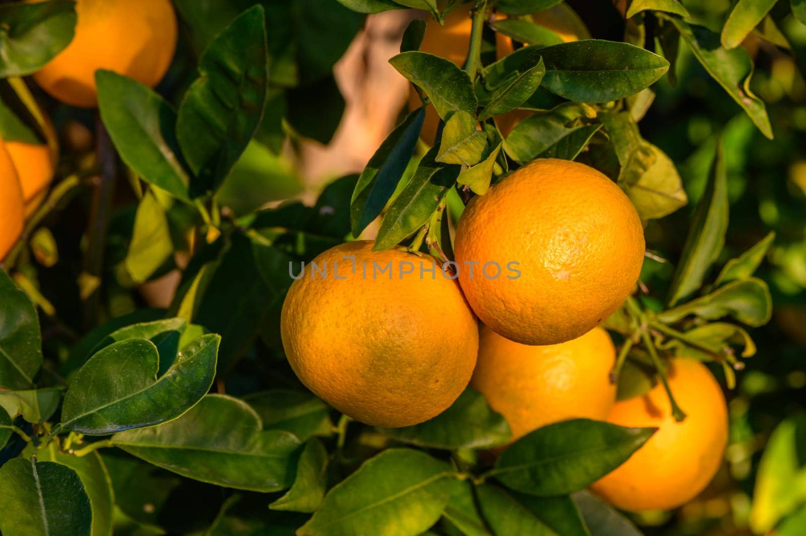 tangerines on branches in the garden during the day 12