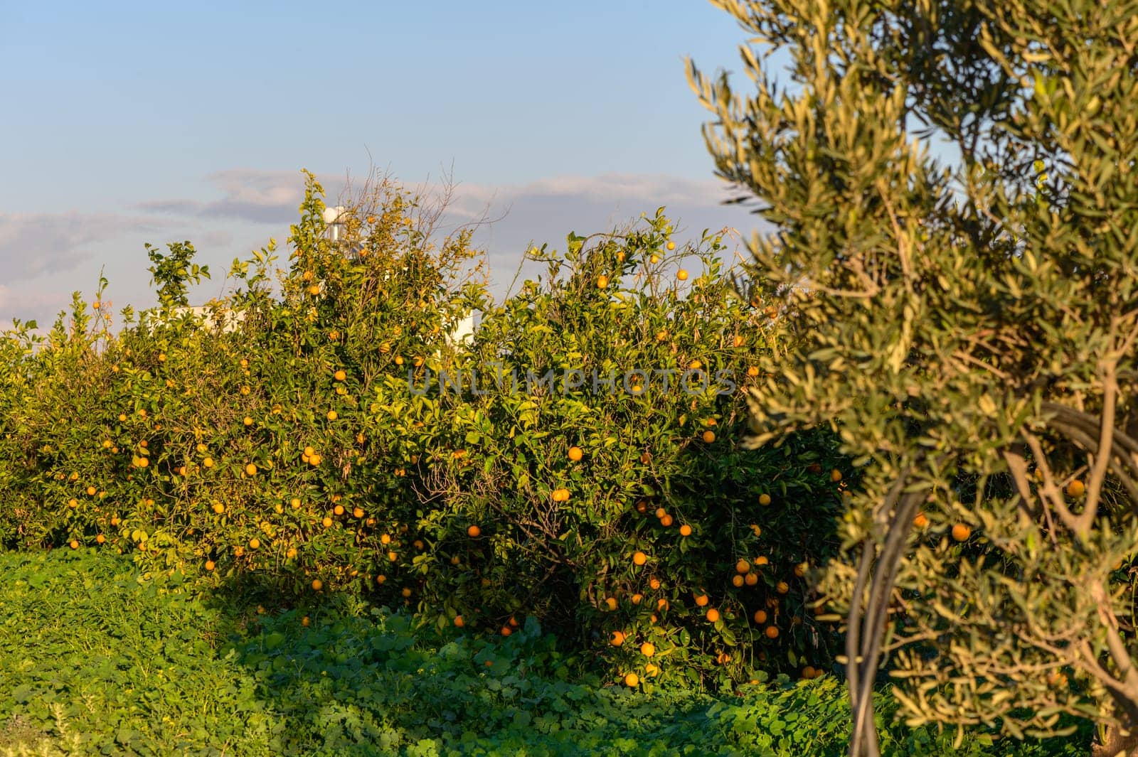 tangerine garden in a village in Cyprus