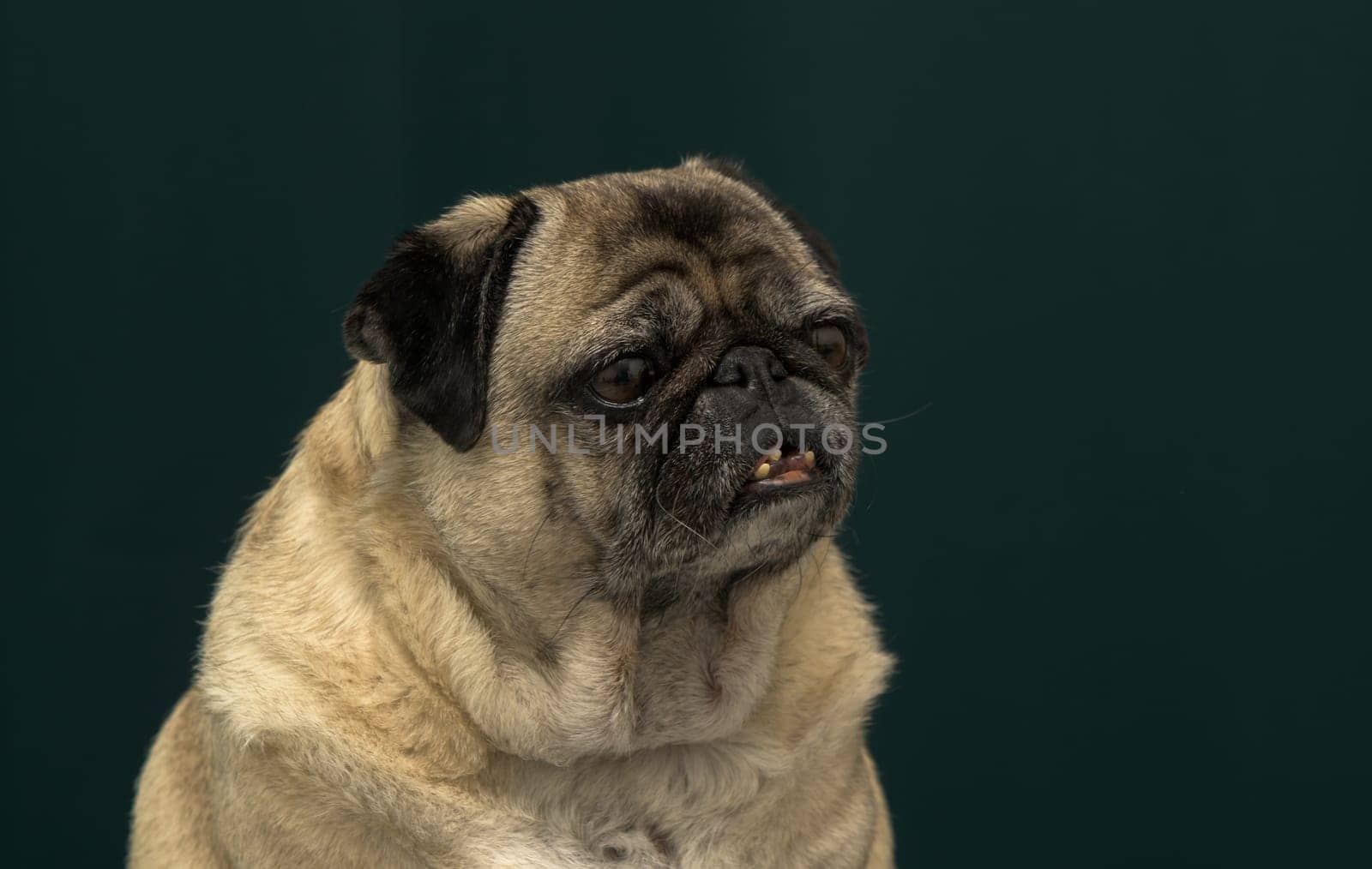 old pug portrait tna dark green background 6 by Mixa74