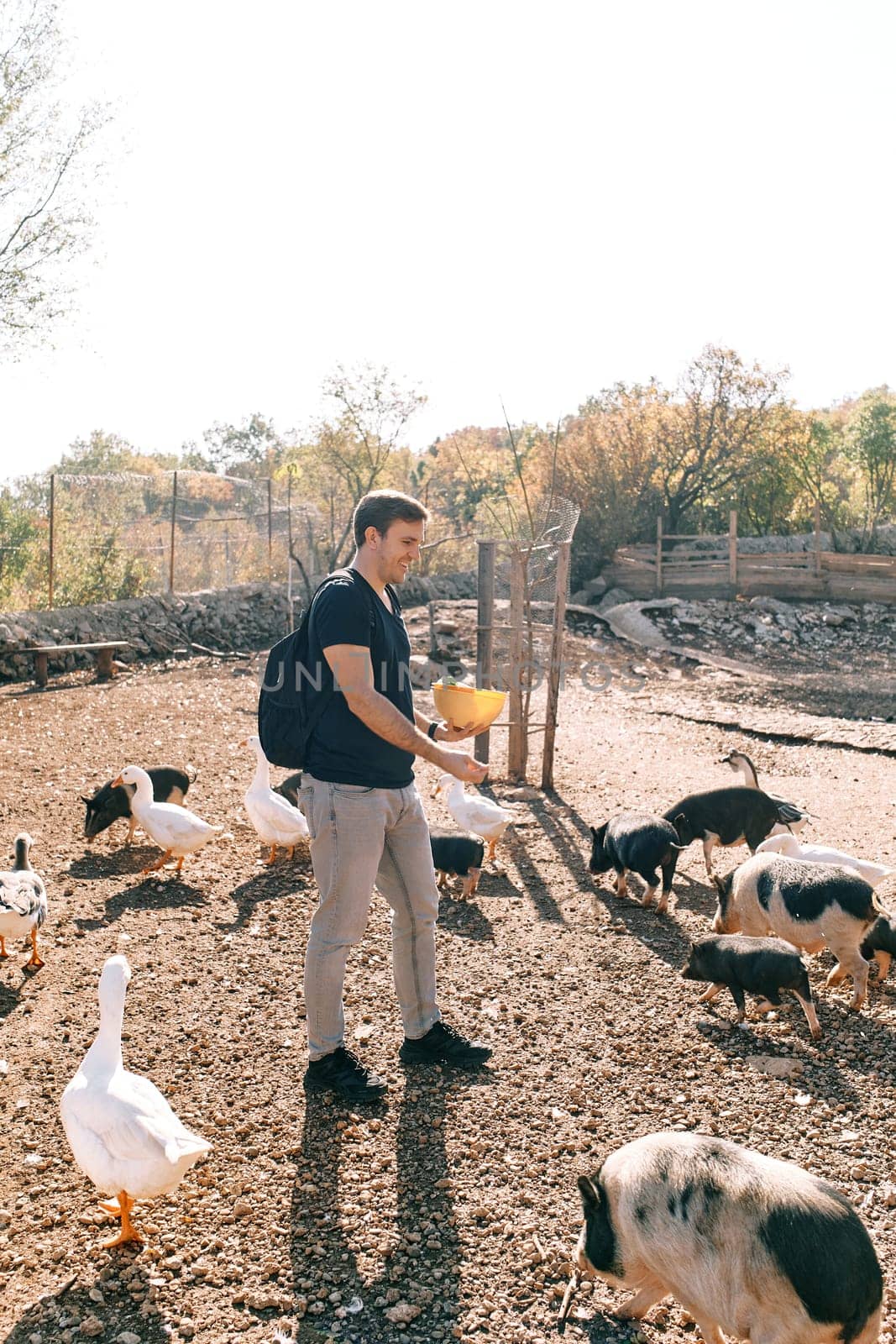 Young smiling guy with a bowl in his hands feeds fluffy piglets and white geese by Nadtochiy