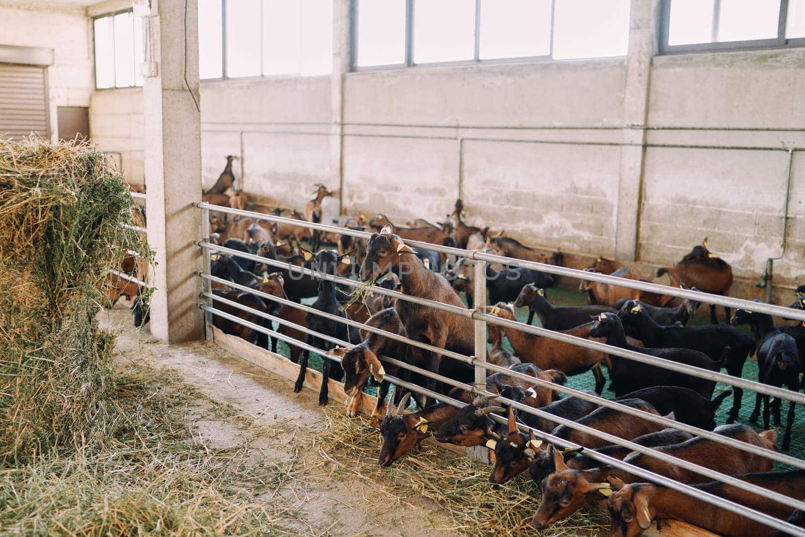 Herd of brown goats eating hay leaning out from behind a fence in a pen. High quality photo