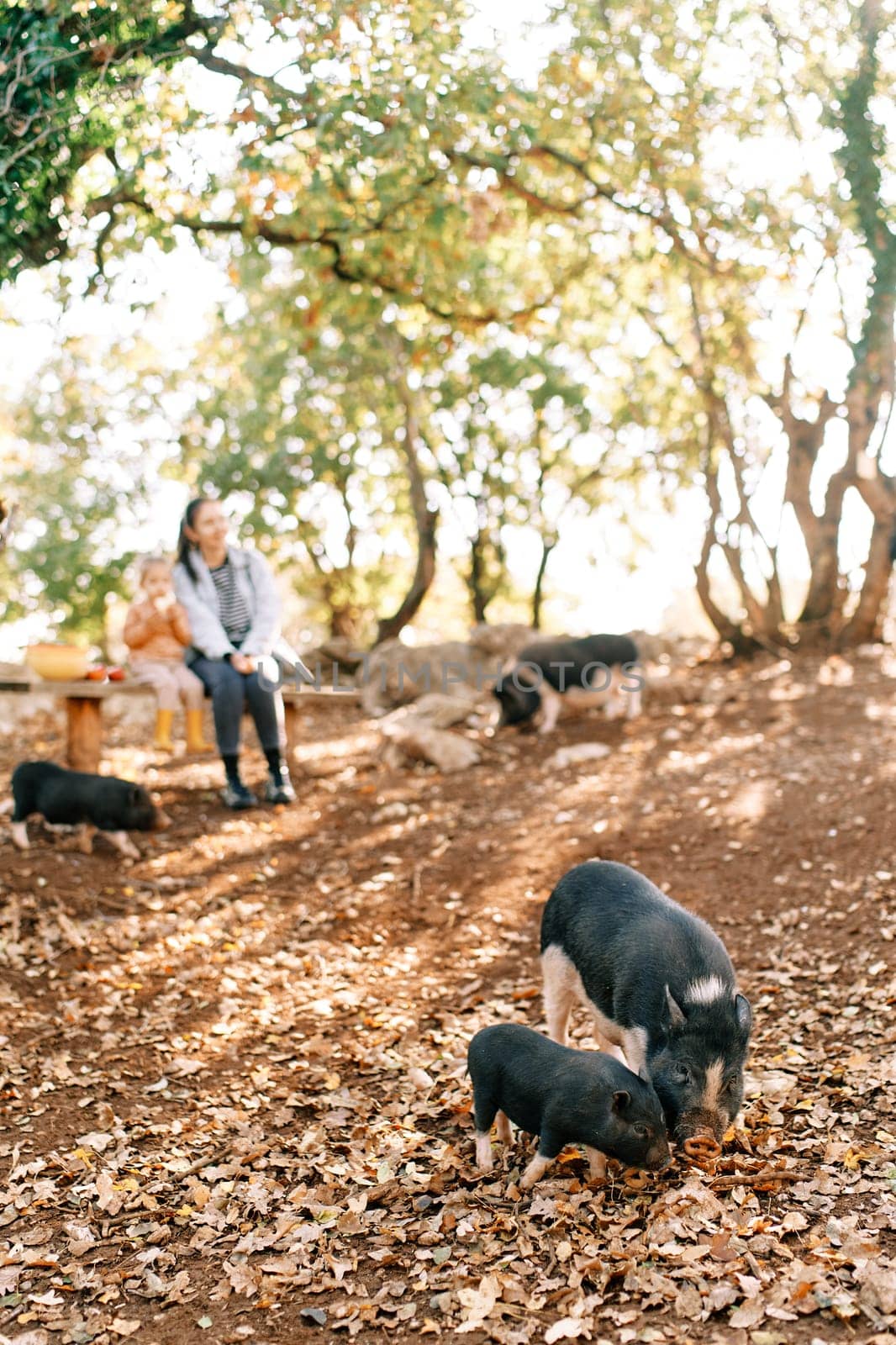 Dwarf pig and a piglet graze in an autumn park against the backdrop of a mother and a little girl sitting on a bench by Nadtochiy