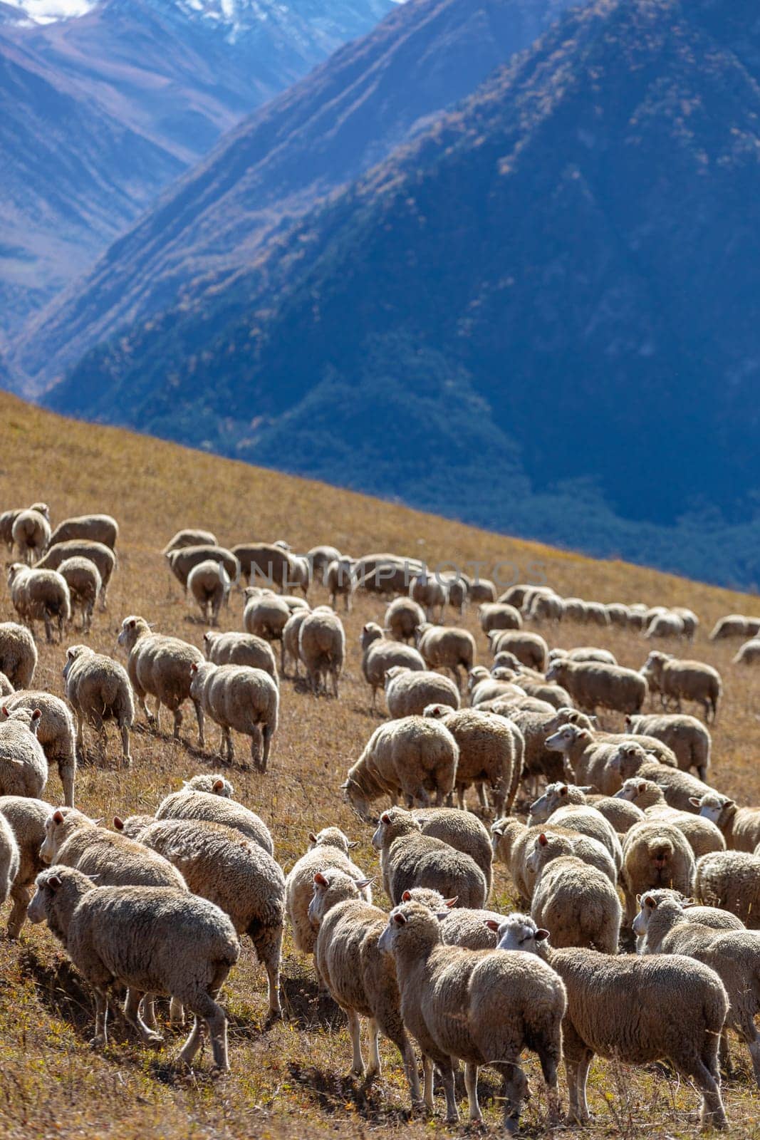A flock of sheep in the mountains by Yurich32