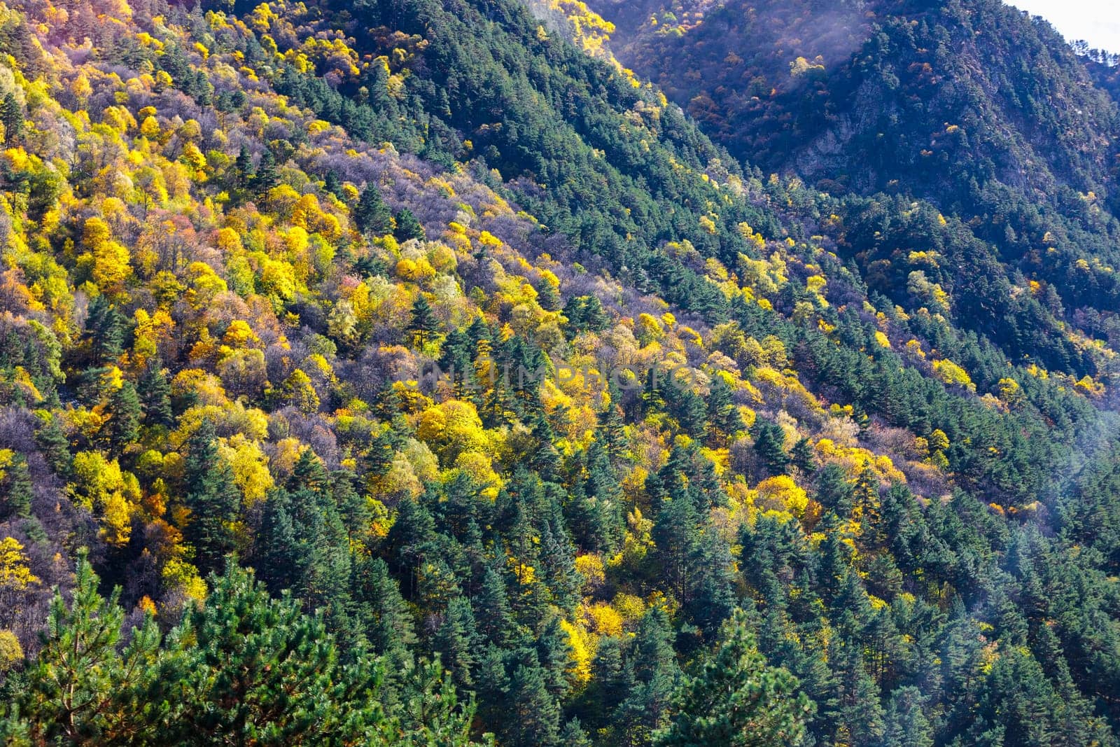 Picturesque autumn trees in the mountains create an amazing and vibrant landscape by Yurich32