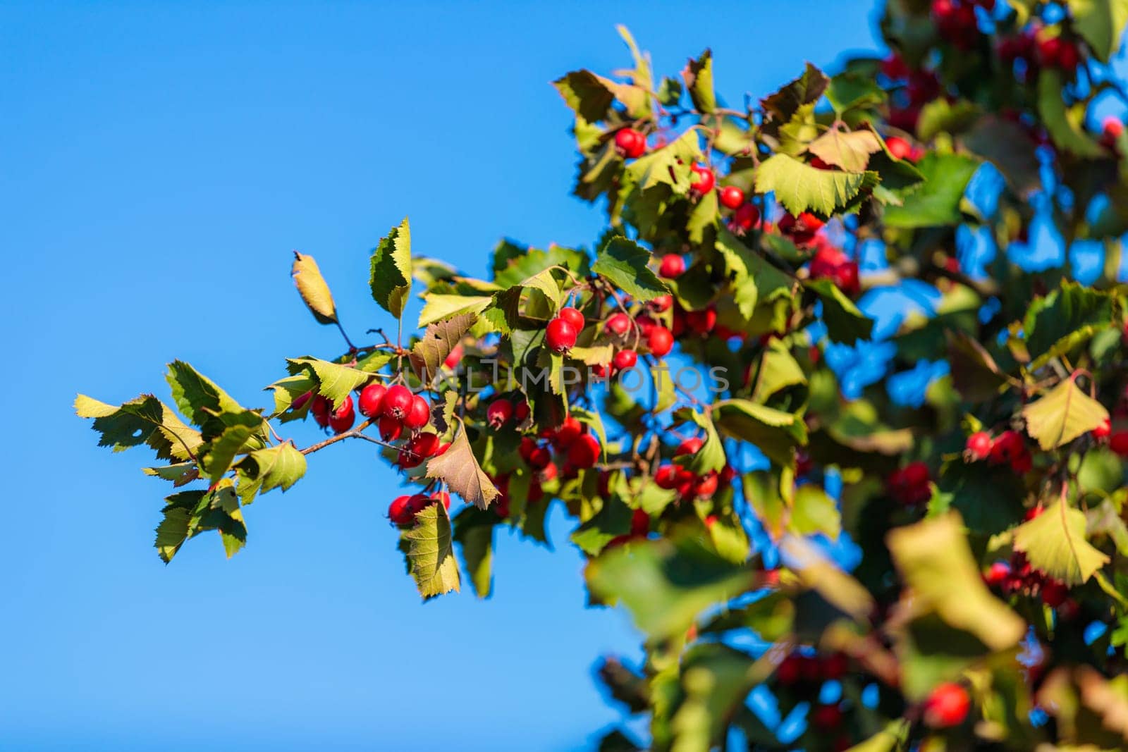 Beautiful red rosehip berries in autumn park