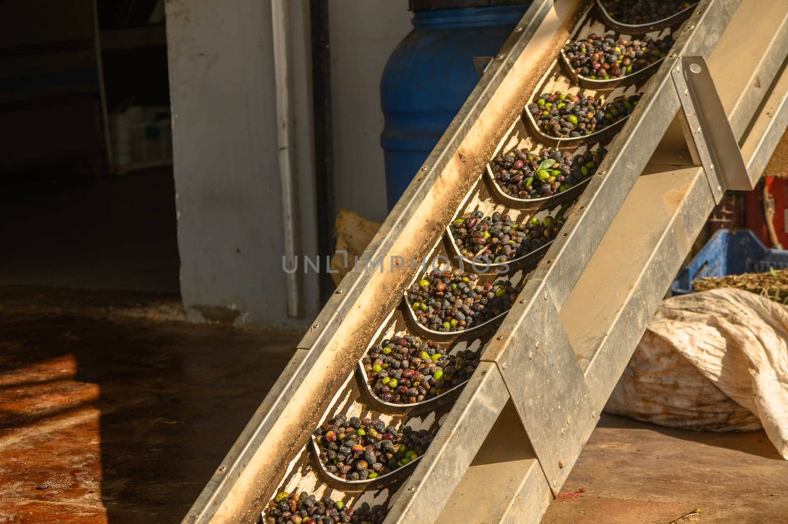 olives are transported from a bunker to an olive oil pressing plant 4