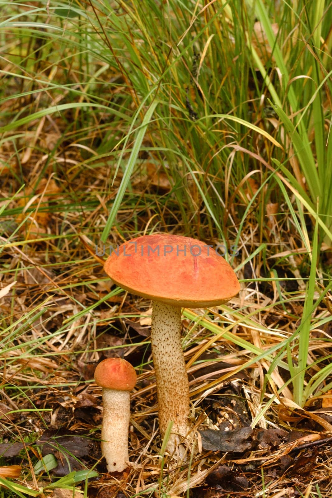 Two red aspen trees grow in the forest. Mushrooms in the forest. Mushroom picking by Lobachad