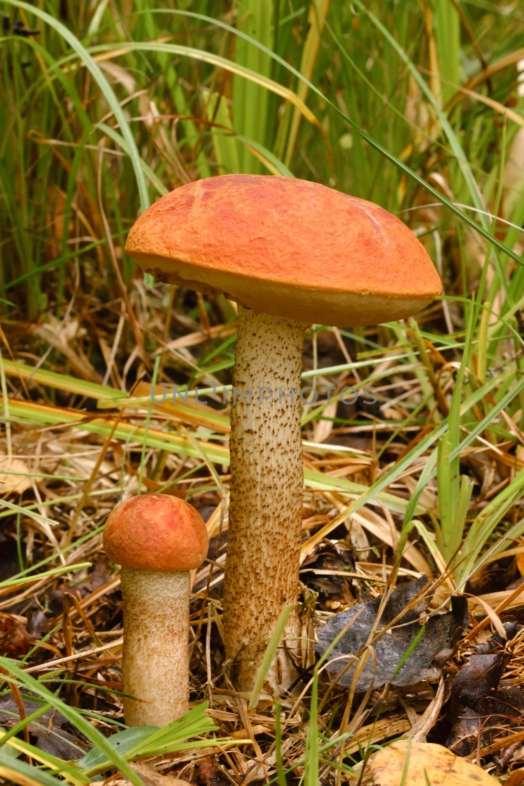 Two red aspen trees grow in the forest. Mushrooms in the forest. Mushroom picking by Lobachad