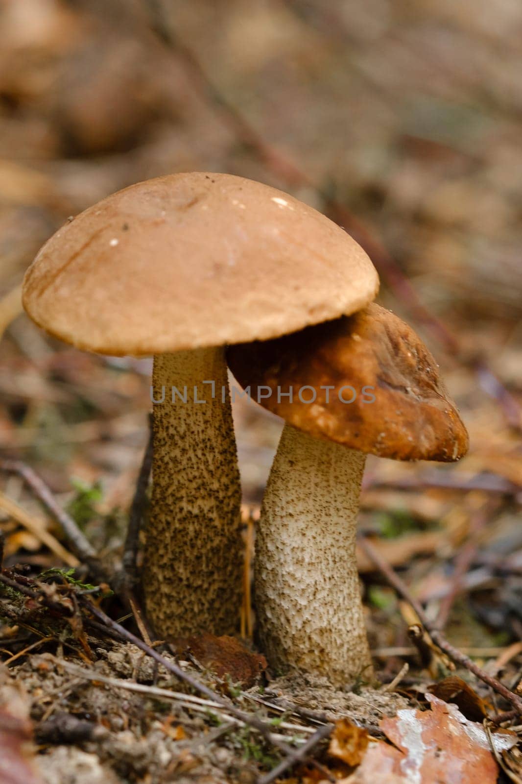 In the forest grows a magnificent mushroom podberezovik. Forest mushrooms by Lobachad