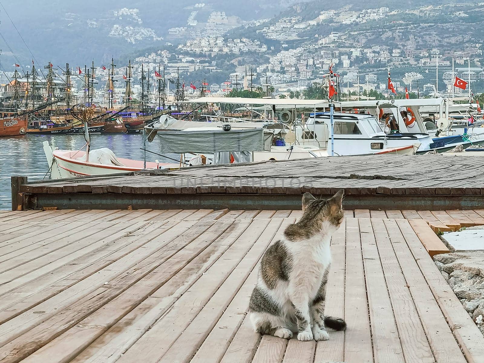 a homeless cat sitting on the pavement against the backdrop of the seaport and mountains. soft focus.